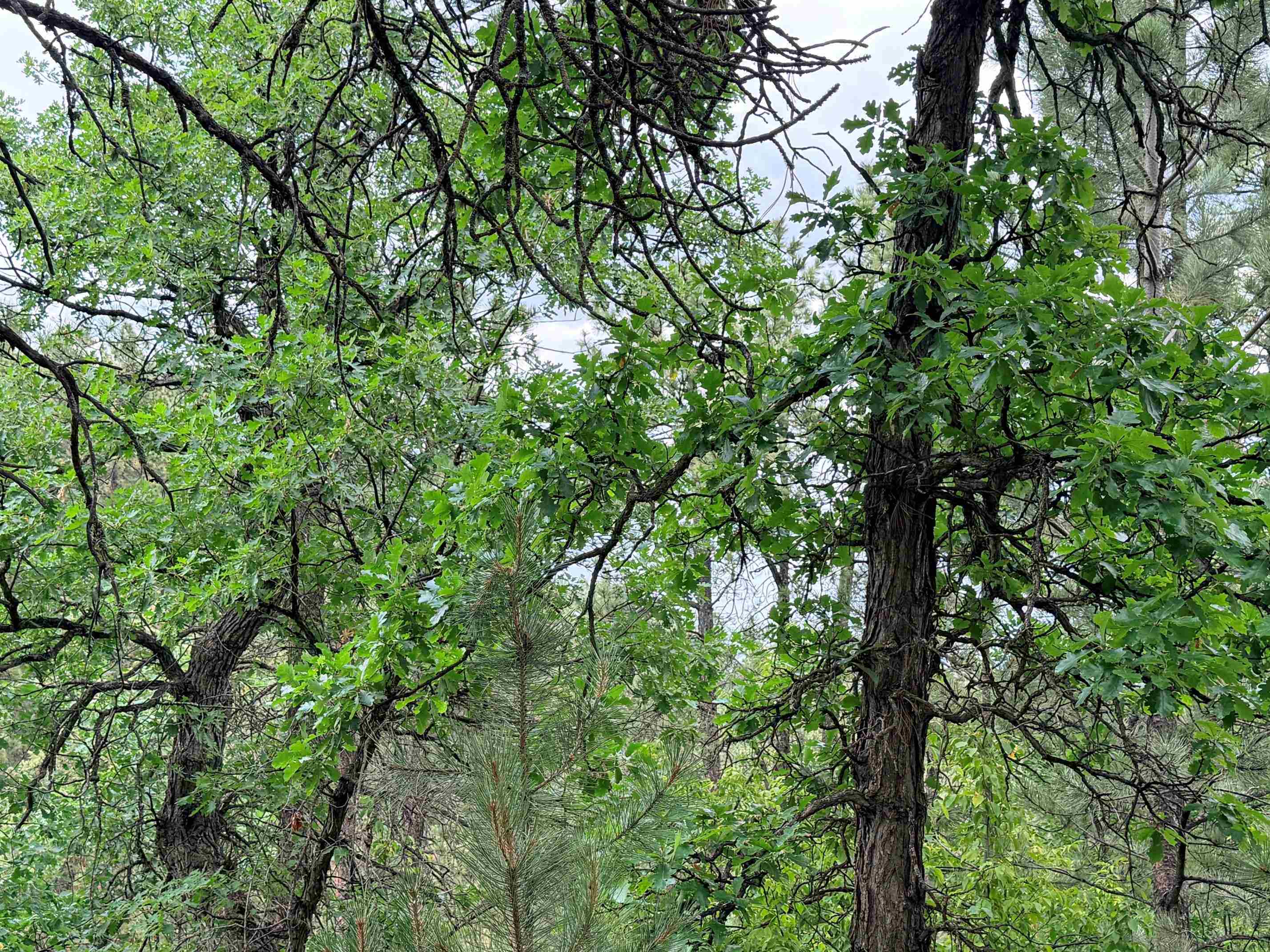 Tbd Timberline Road Property Photo 8