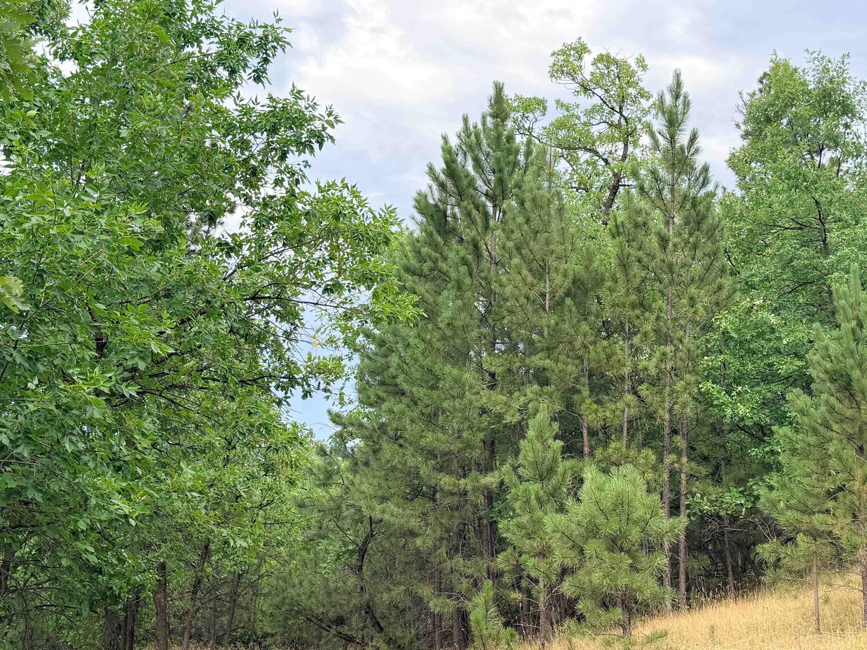 Tbd Timberline Road Property Photo 9