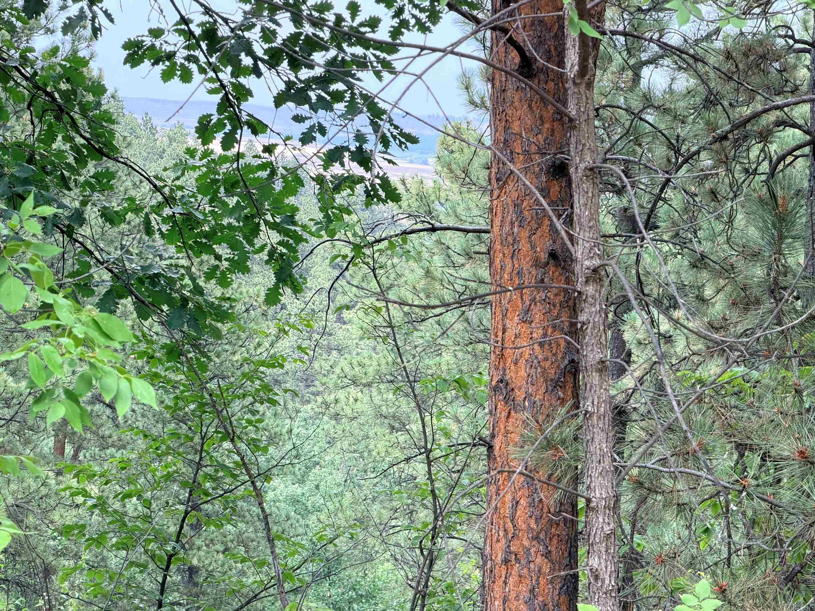 Tbd Timberline Road Property Photo 10
