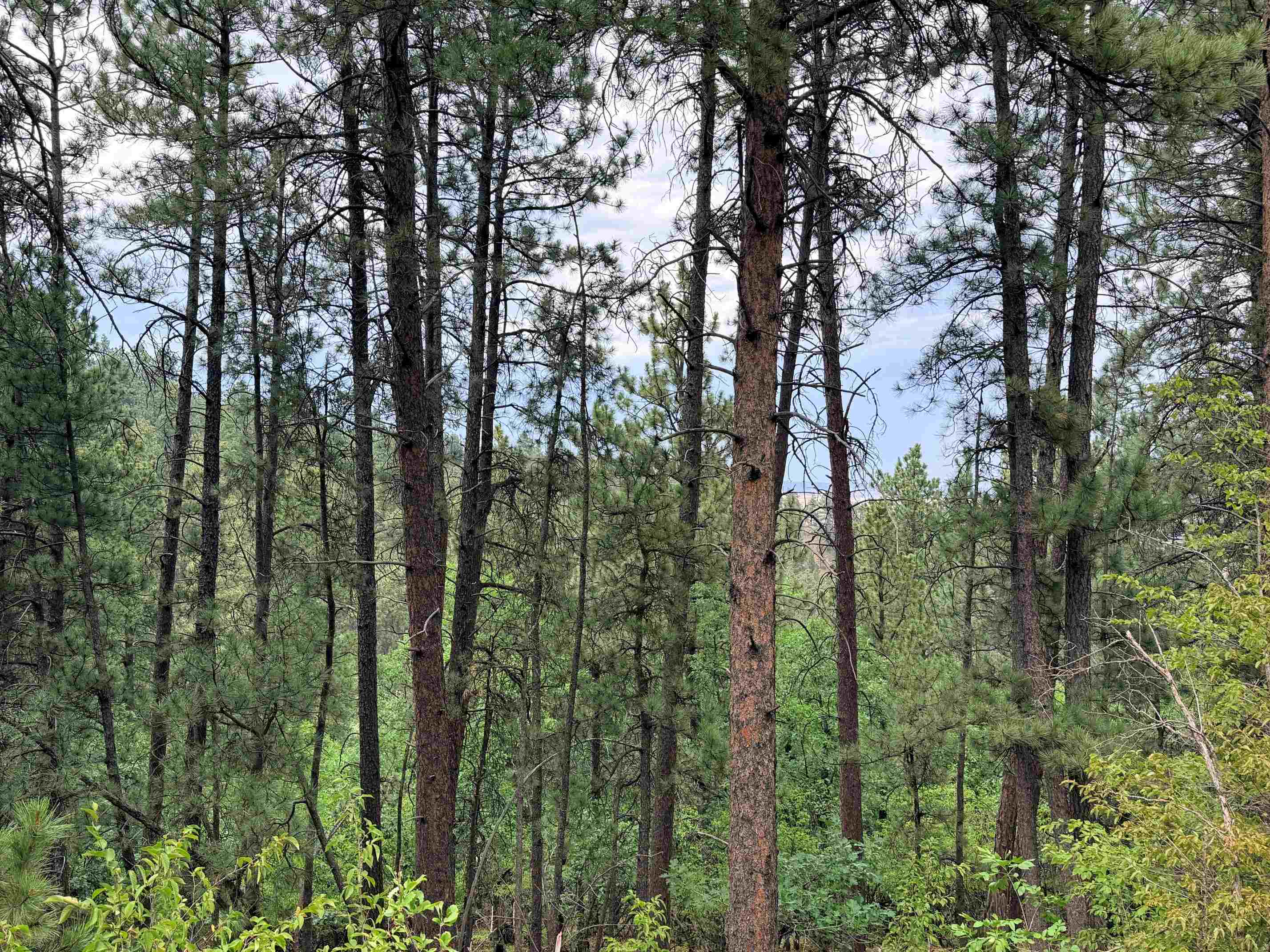 Tbd Timberline Road Property Photo 11