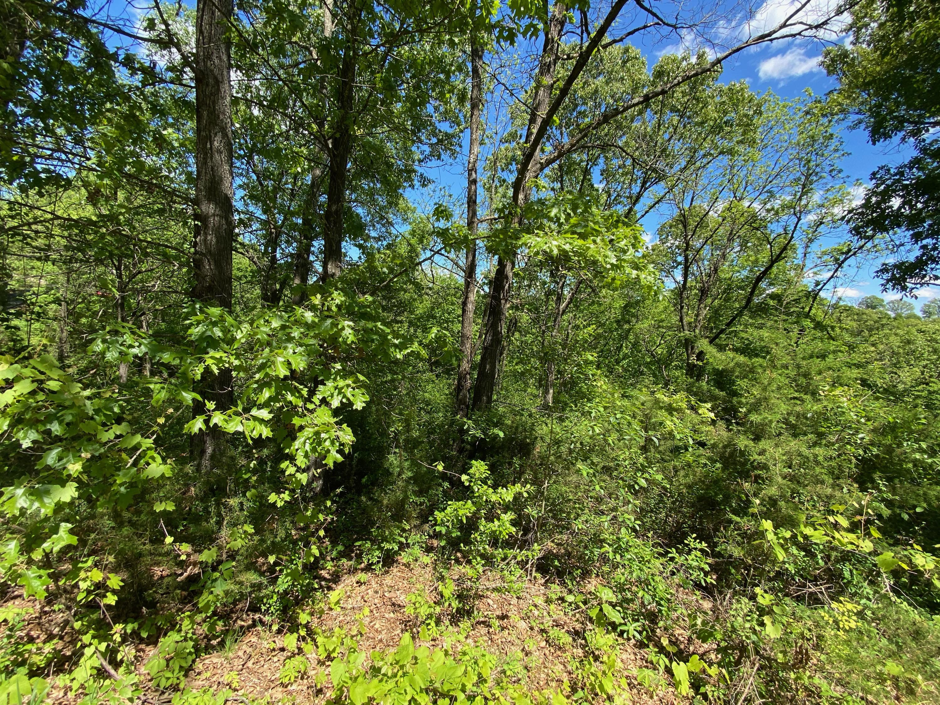 0 Mule Barn Drive Property Photo 2