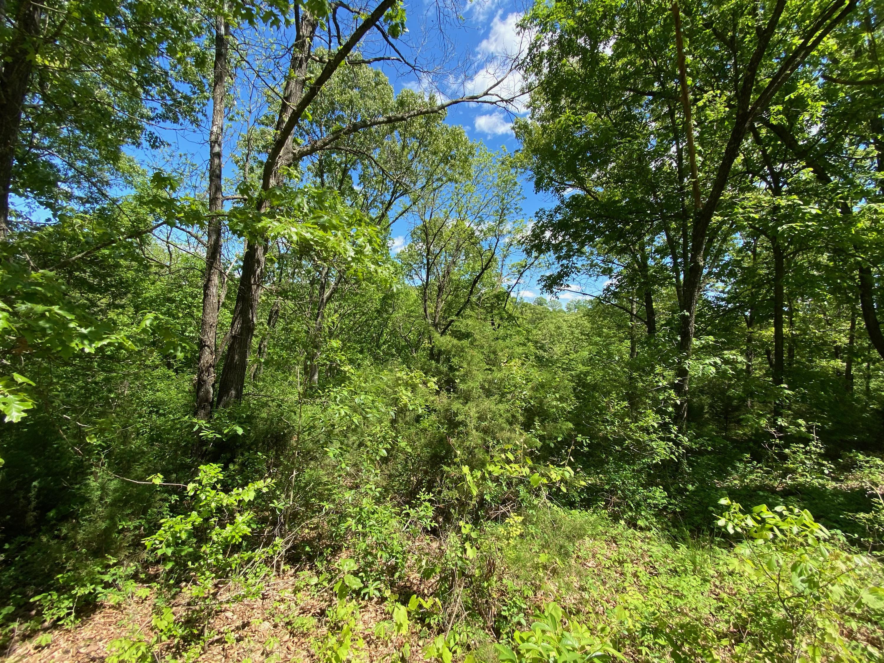 0 Mule Barn Drive Property Photo 3