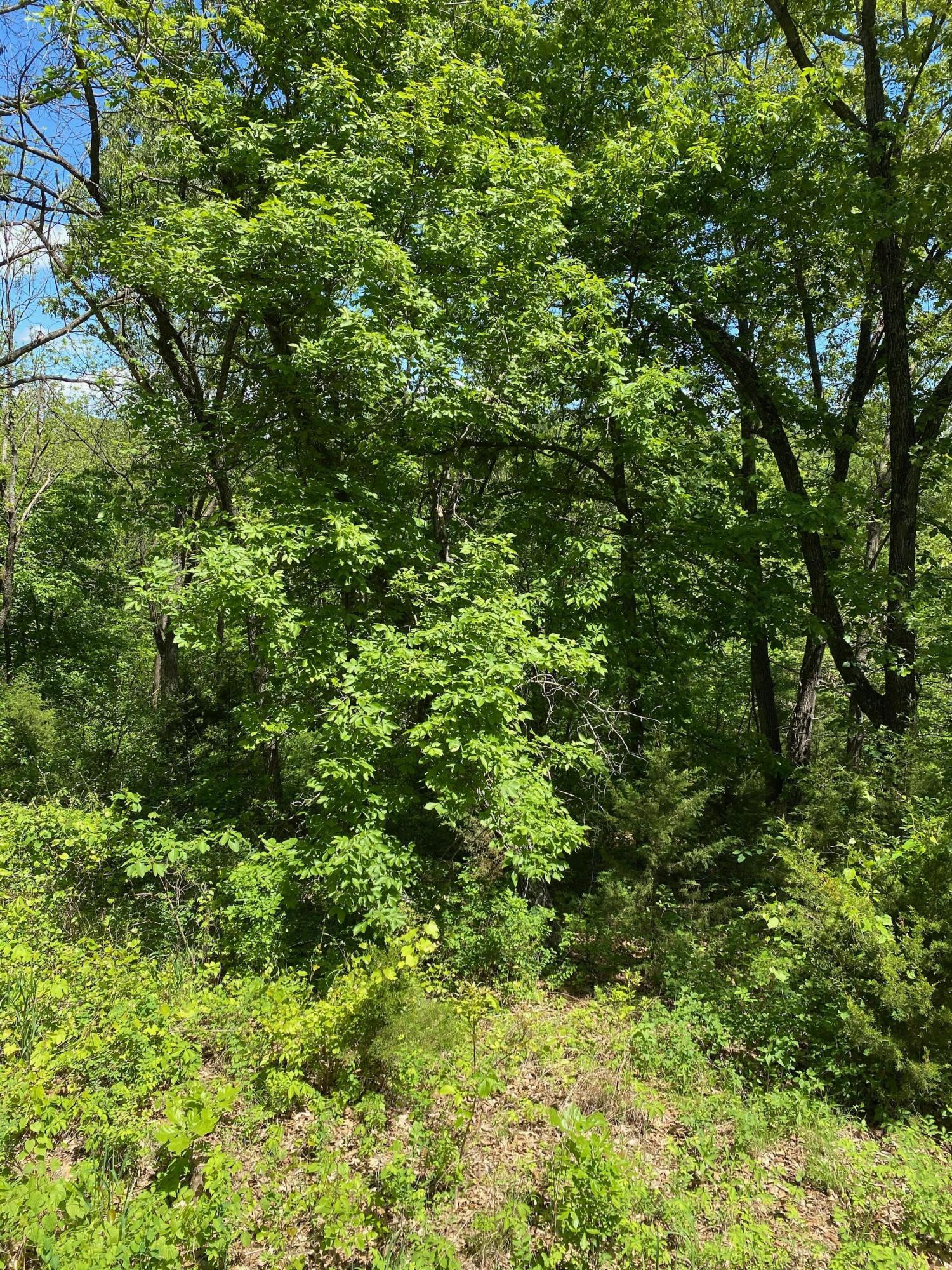 0 Mule Barn Drive Property Photo 5