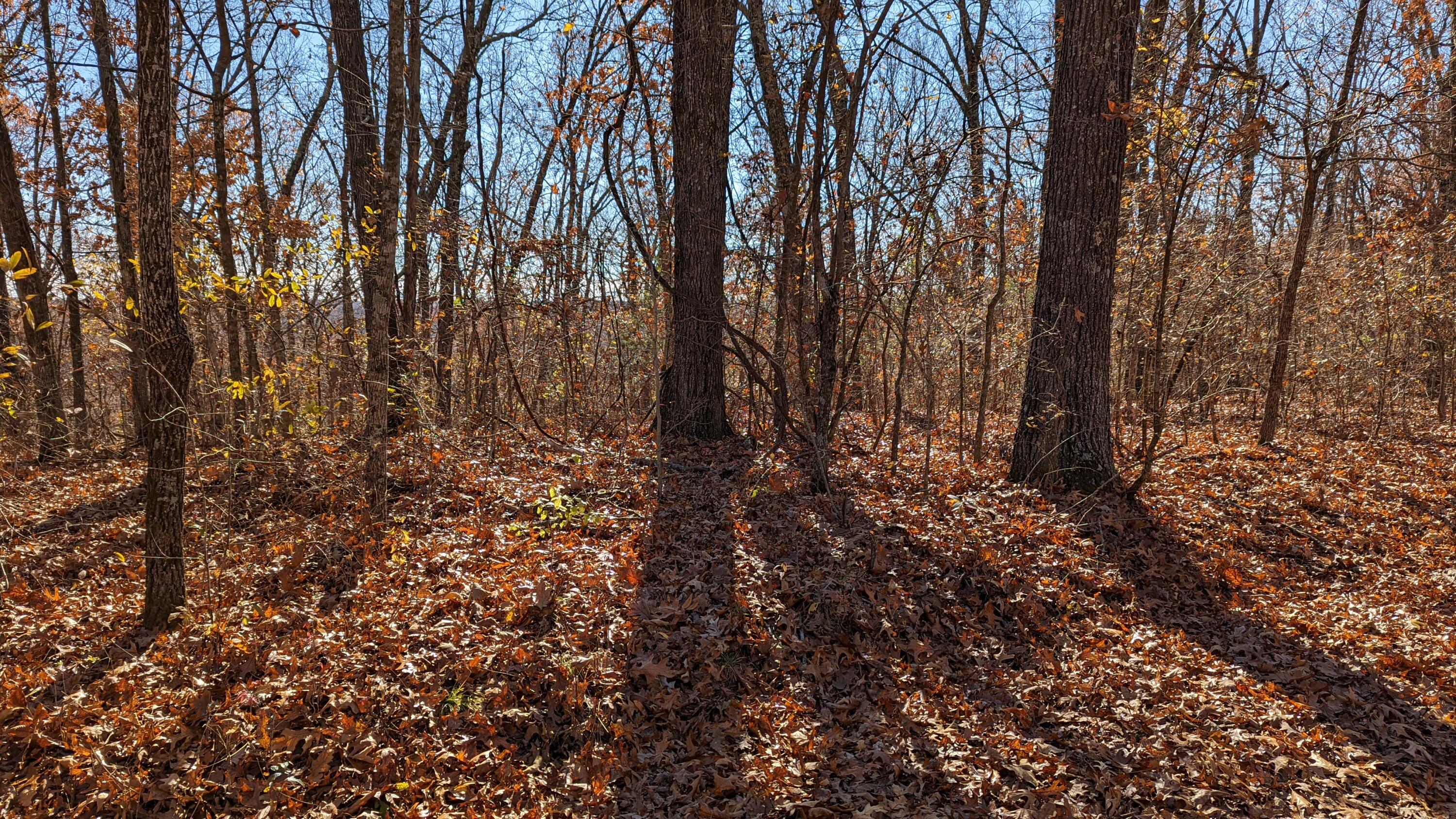 Tracts 1-3 Dogwood Hills Estates Property Photo 6