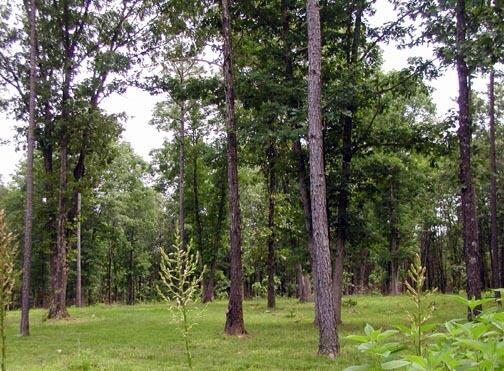 000 Us Highway 160 West Property Photo 4