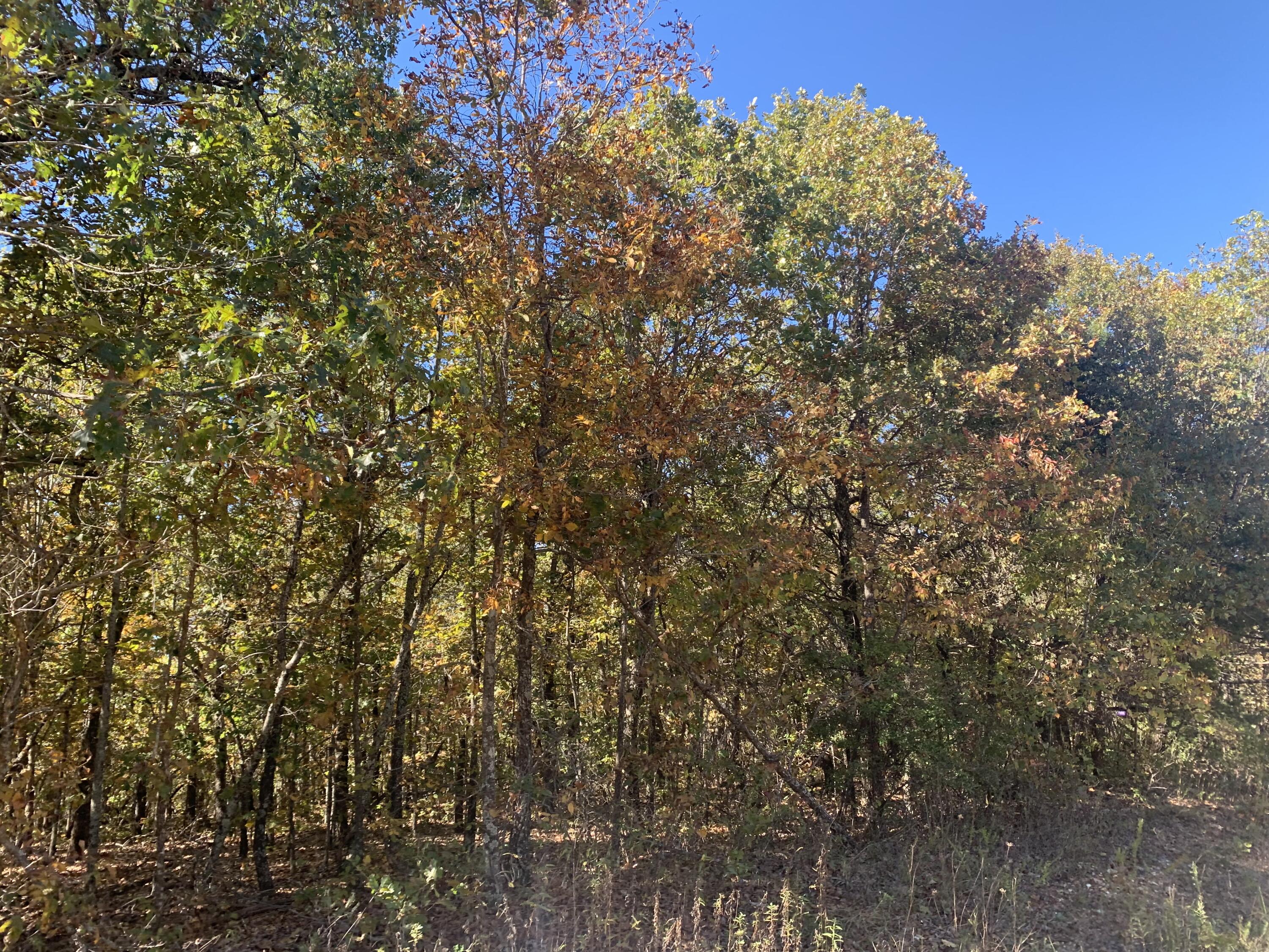 000 Nubbin Ridge Road Property Photo 4
