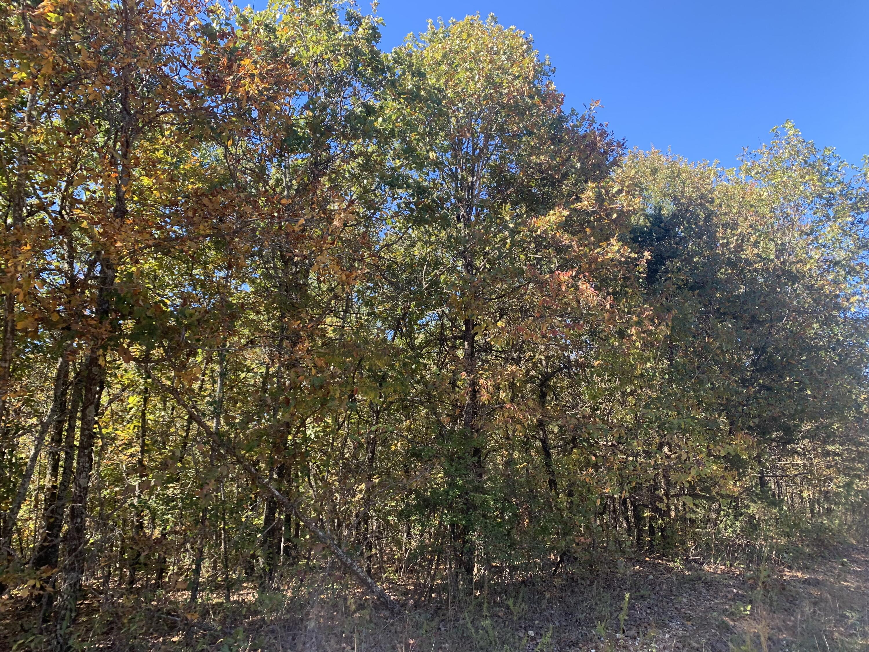 000 Nubbin Ridge Road Property Photo 5