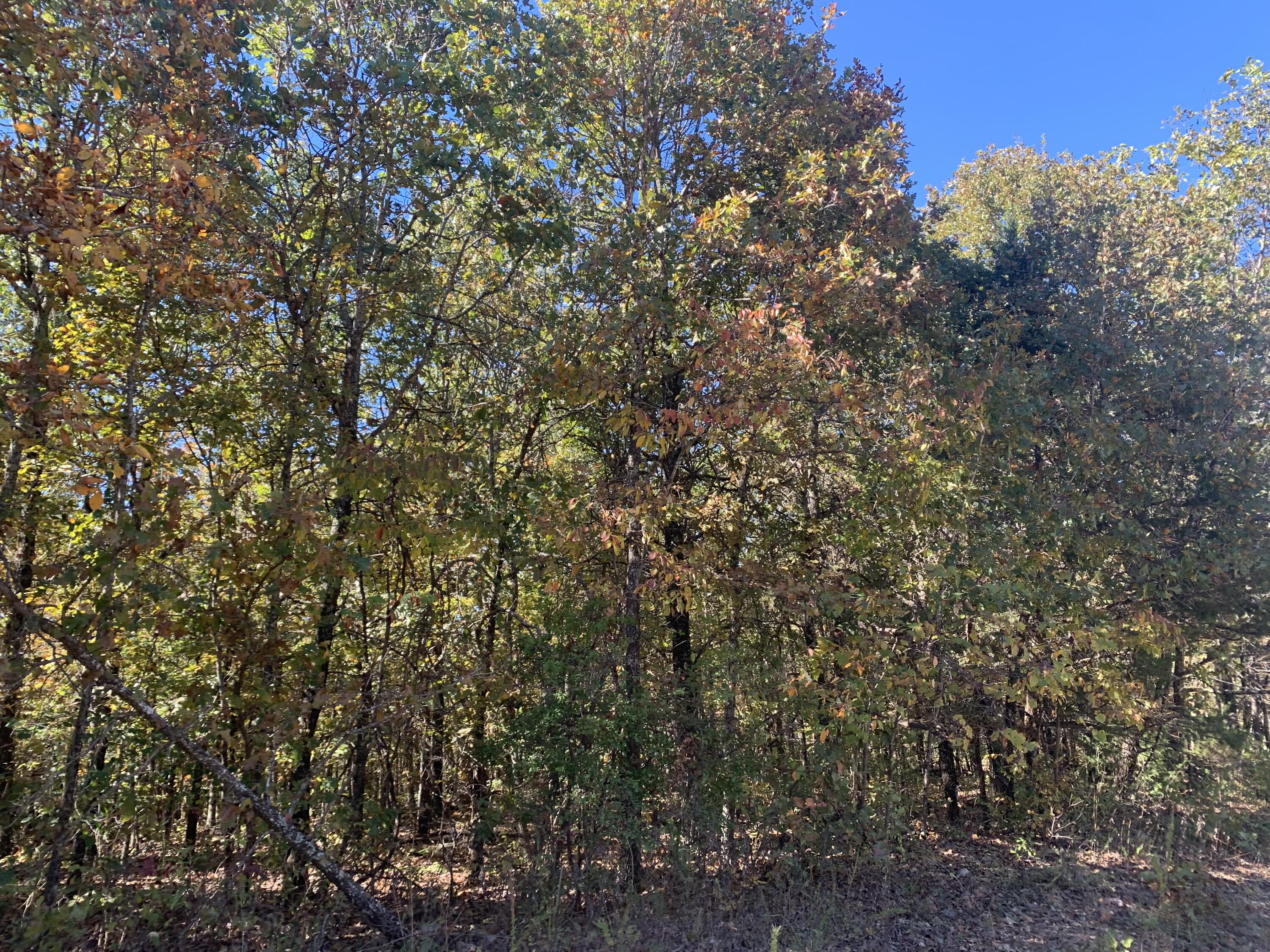000 Nubbin Ridge Road Property Photo 6