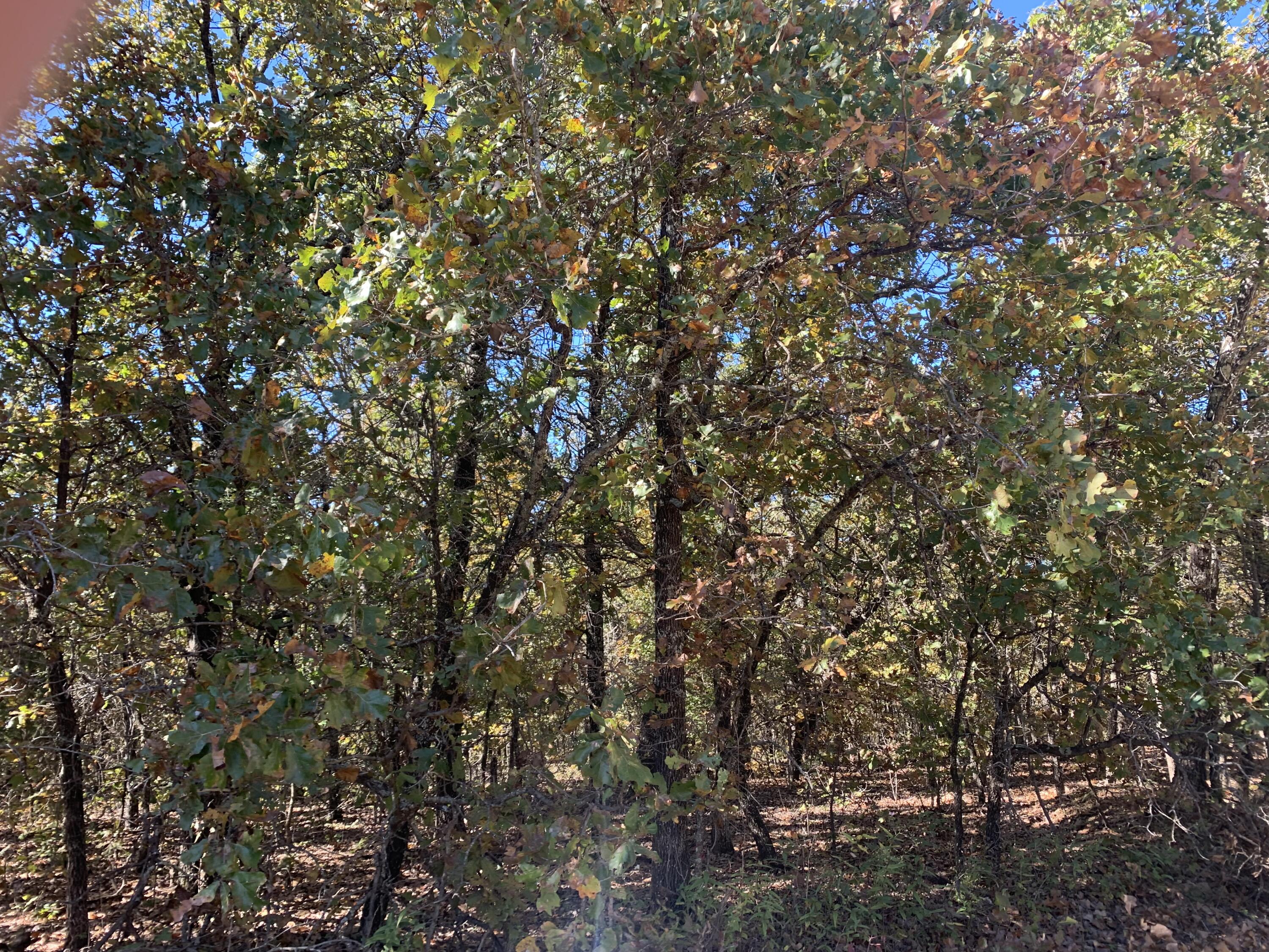 000 Nubbin Ridge Road Property Photo 7