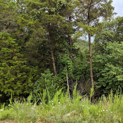 Lot 203 Silver Sunset Lane Property Photo 4