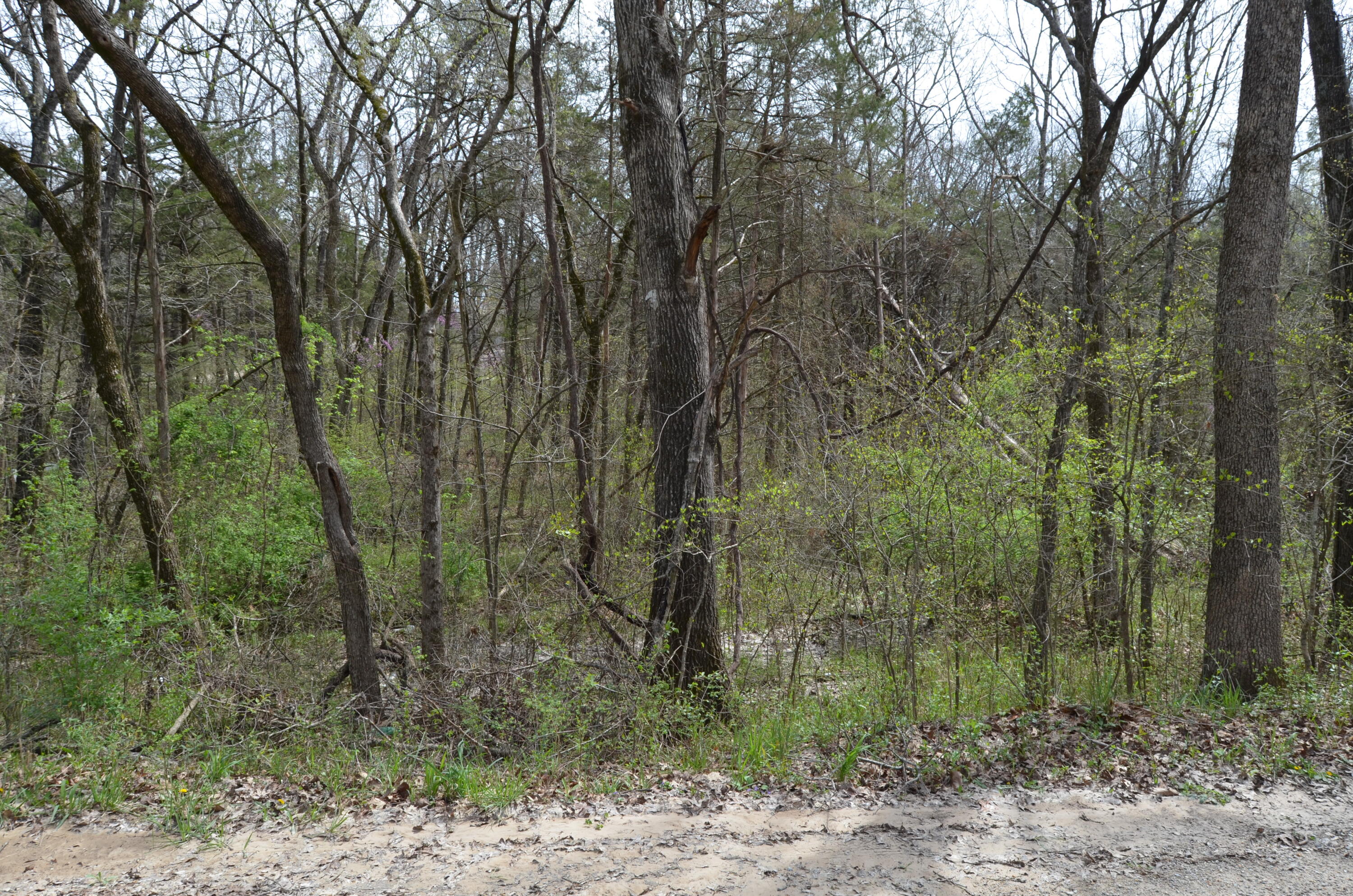 Lot 26 Poplar Road Property Photo 2