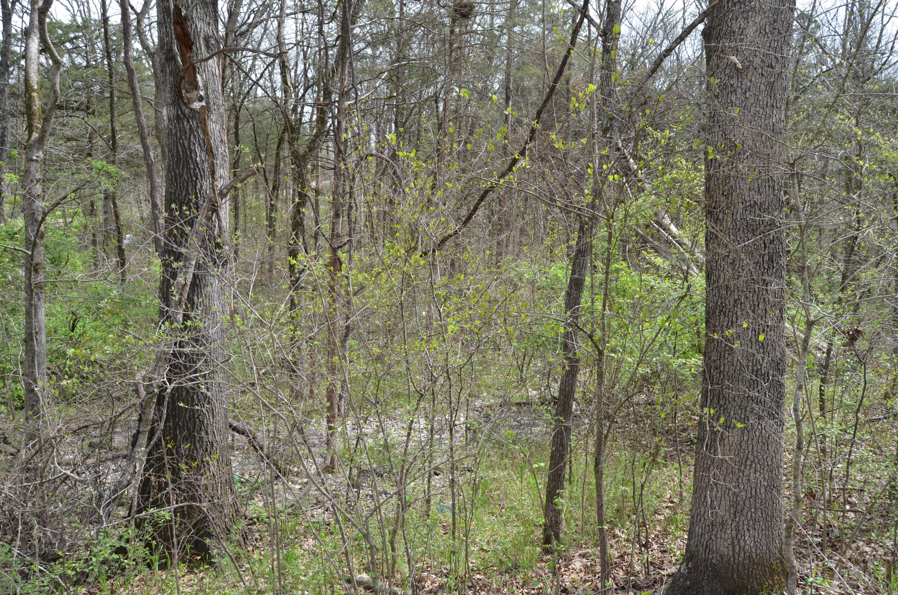Lot 26 Poplar Road Property Photo 3