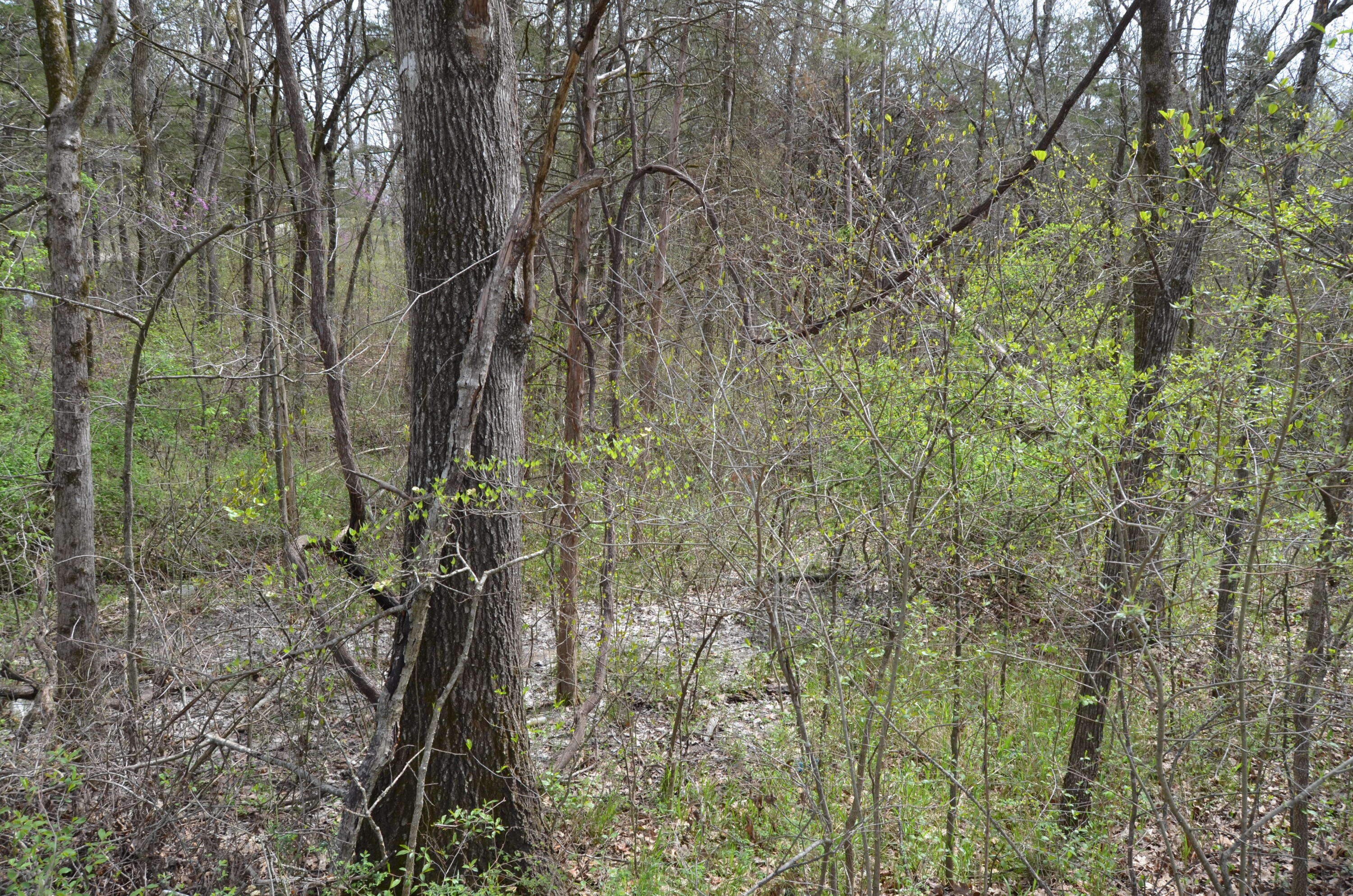 Lot 26 Poplar Road Property Photo 4