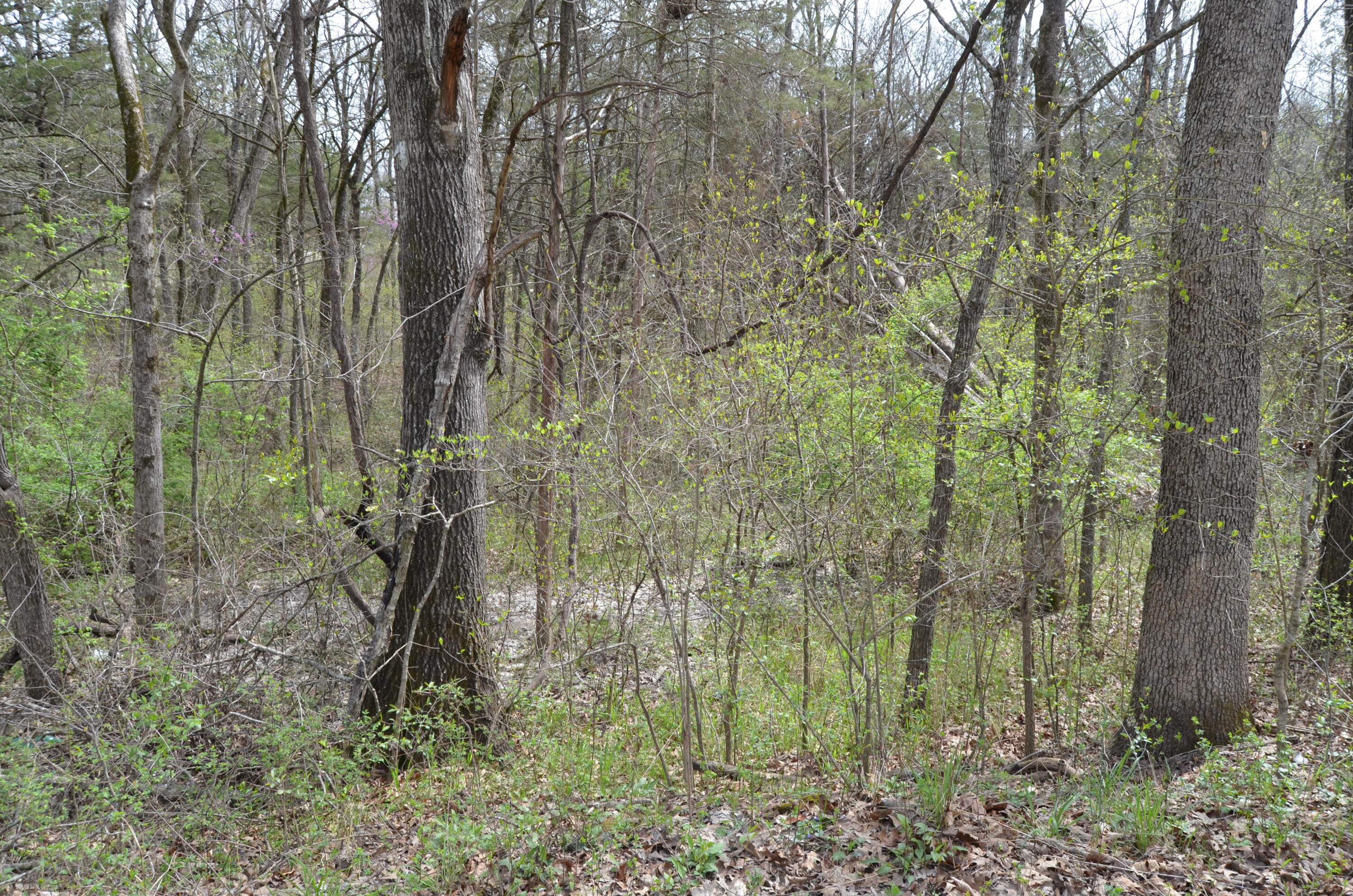 Lot 26 Poplar Road Property Photo 5