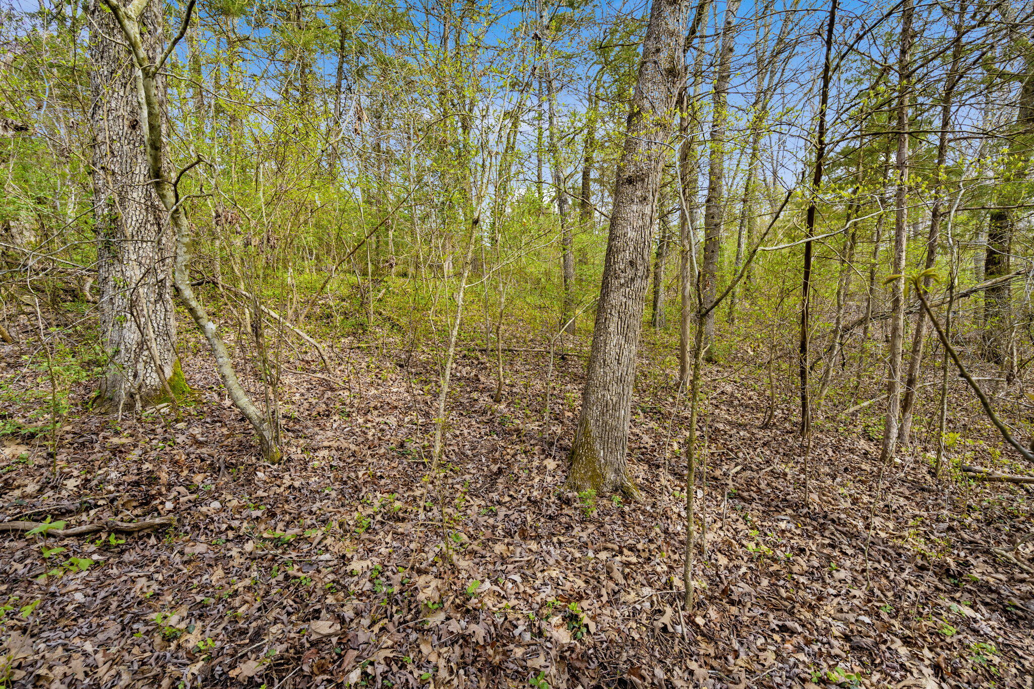 Lot 52 Richard Road Property Photo 7