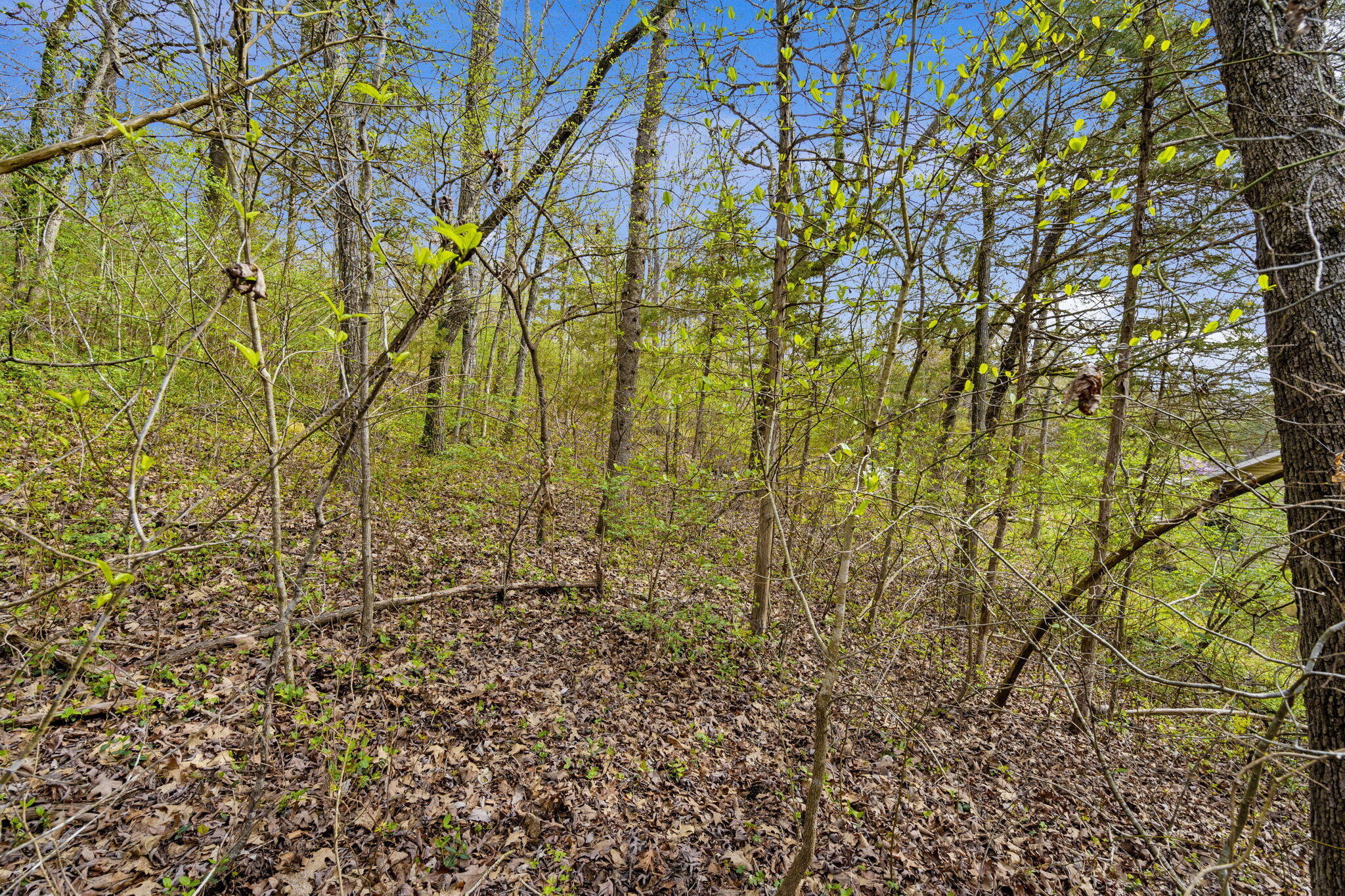 Lot 52 Richard Road Property Photo 9
