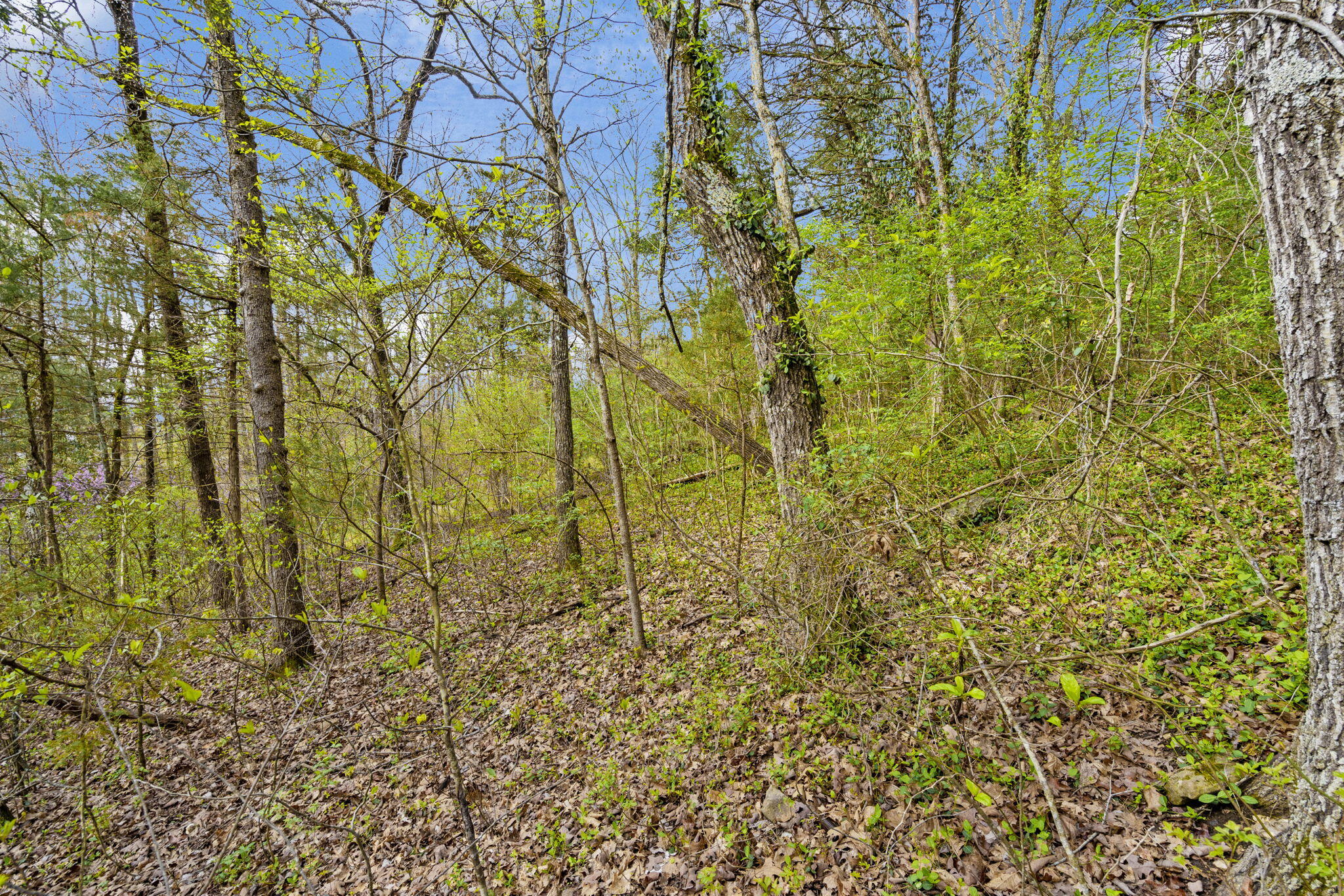 Lot 52 Richard Road Property Photo 10