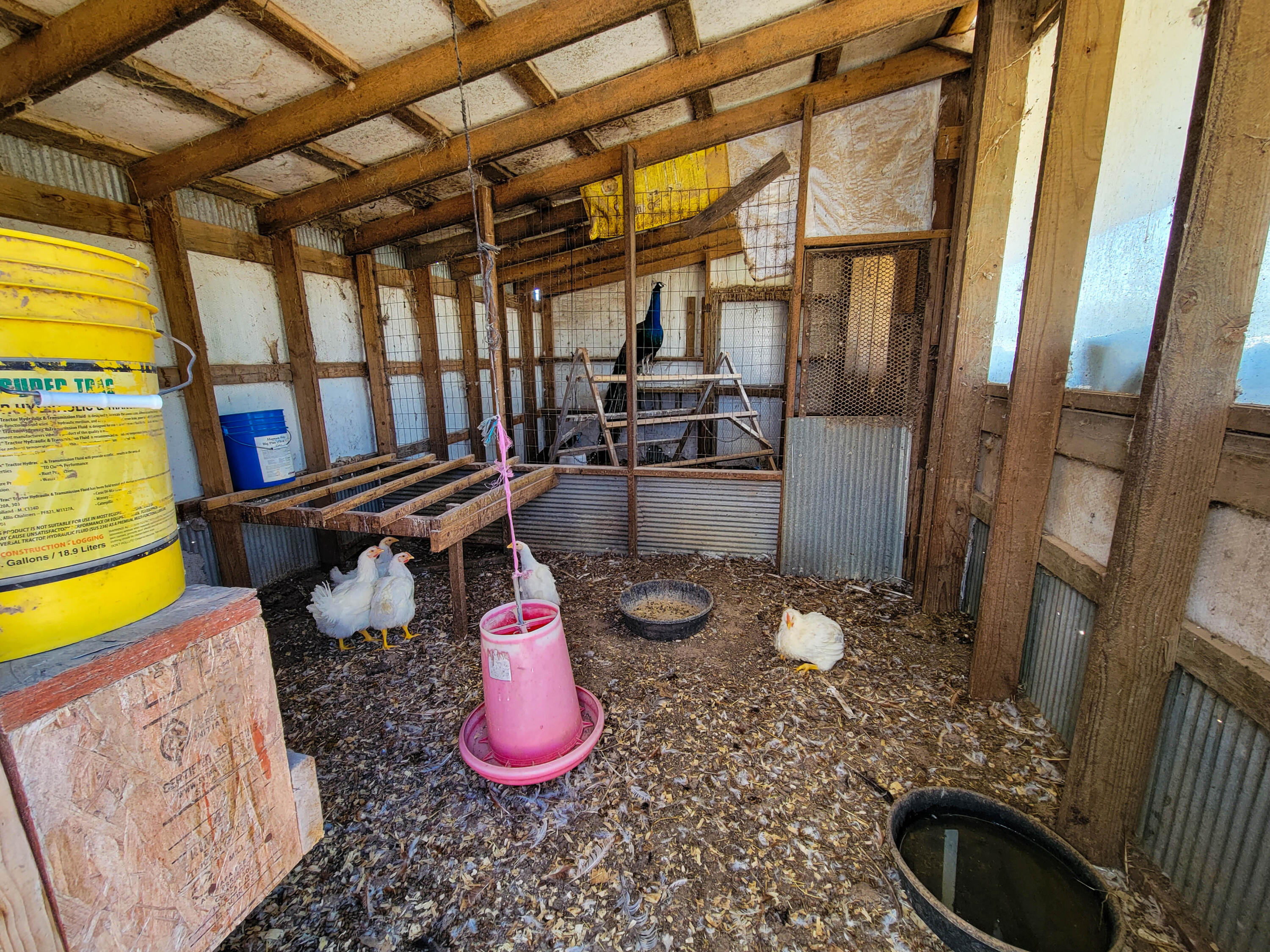 528 College Street Property Photo 23