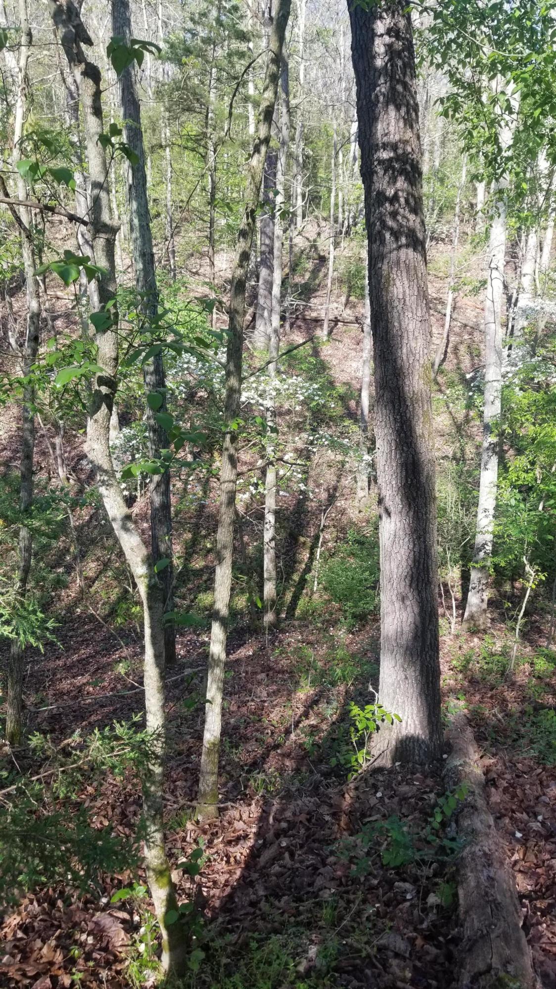 000 Rodeo Lane Property Photo 12