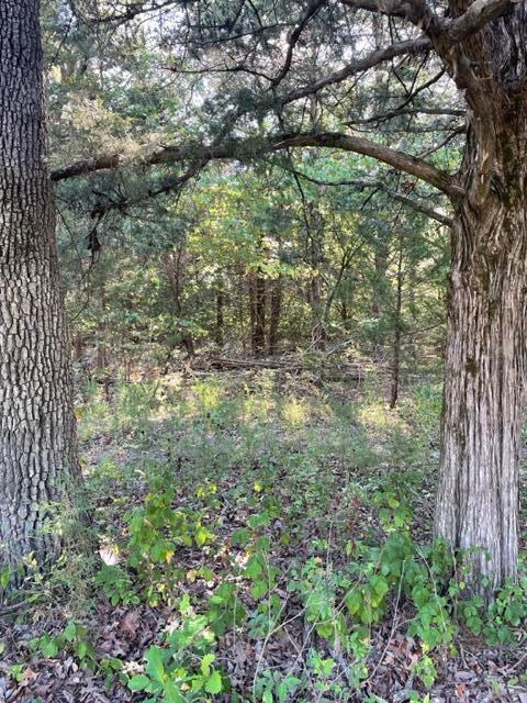 Tbd Cr 203 Property Photo 5