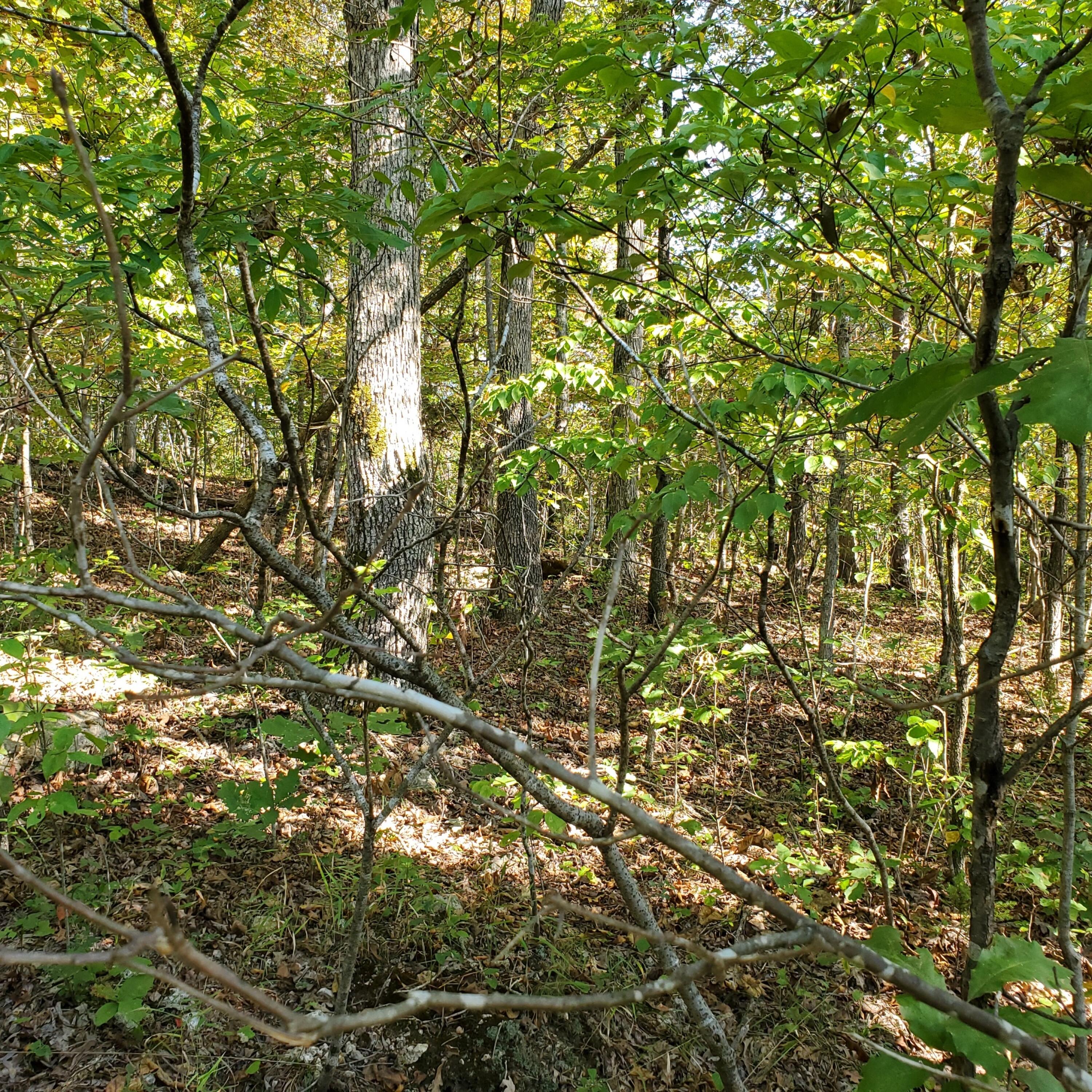 000 County Road 118 Property Photo 11