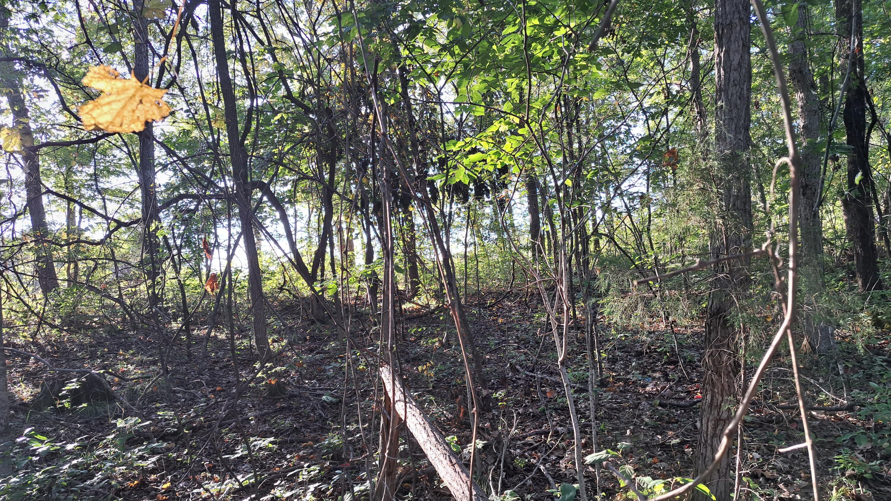 Tbd-1 Logan Ridge Road Property Photo 20