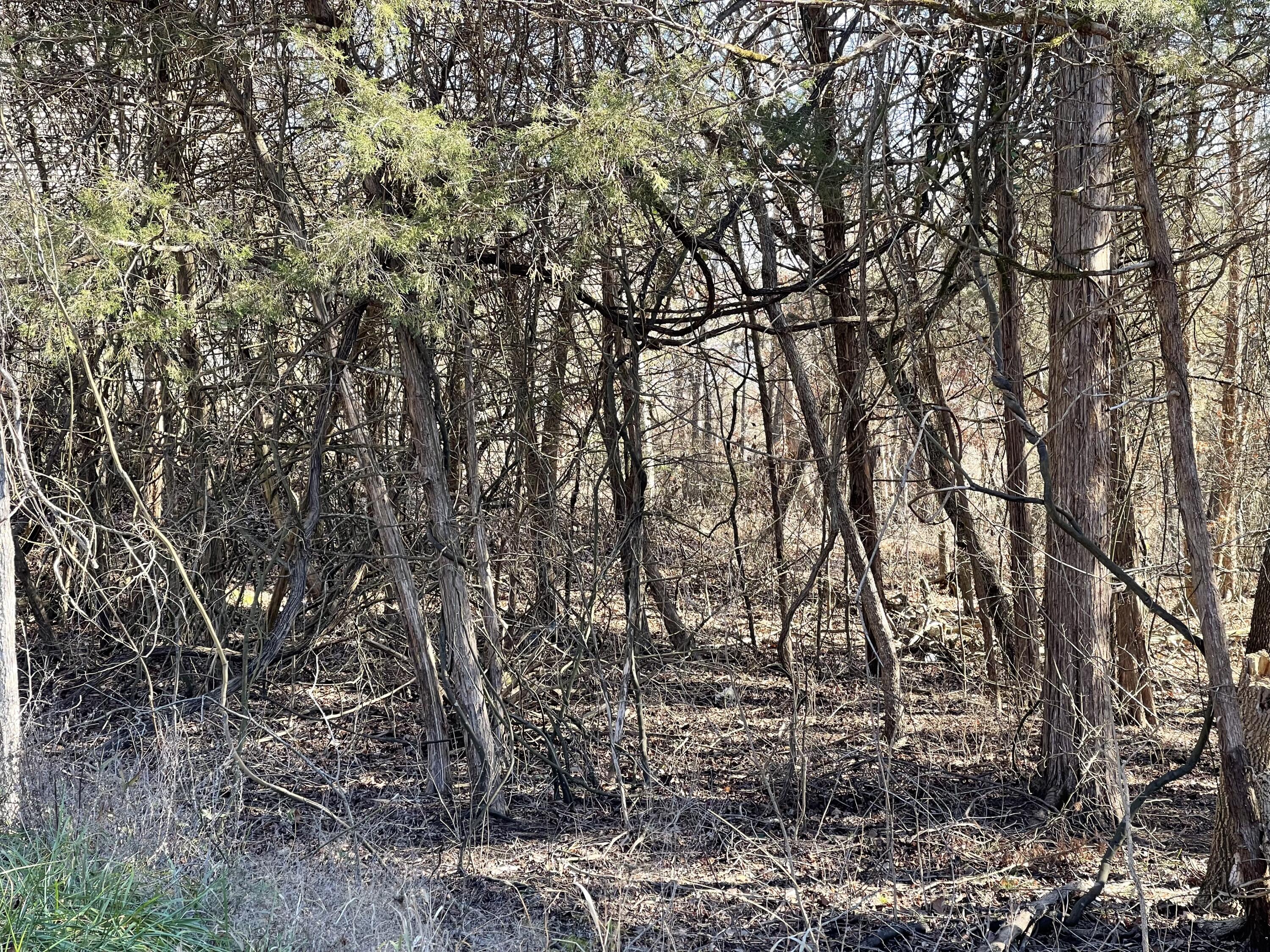 Tbd Rockbrook Road Property Photo 11