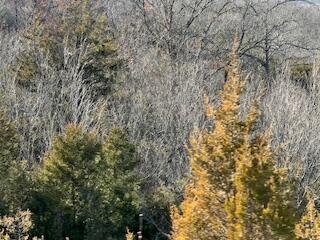 000000 Ozark Scenic Property Photo 3