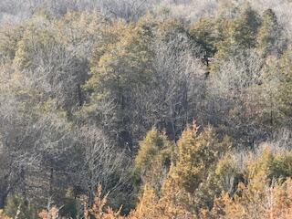 000000 Ozark Scenic Property Photo 5