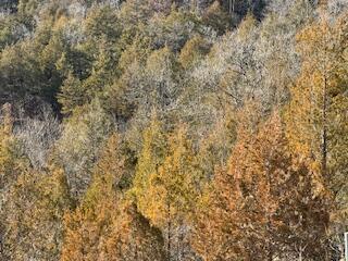 000000 Ozark Scenic Property Photo 7