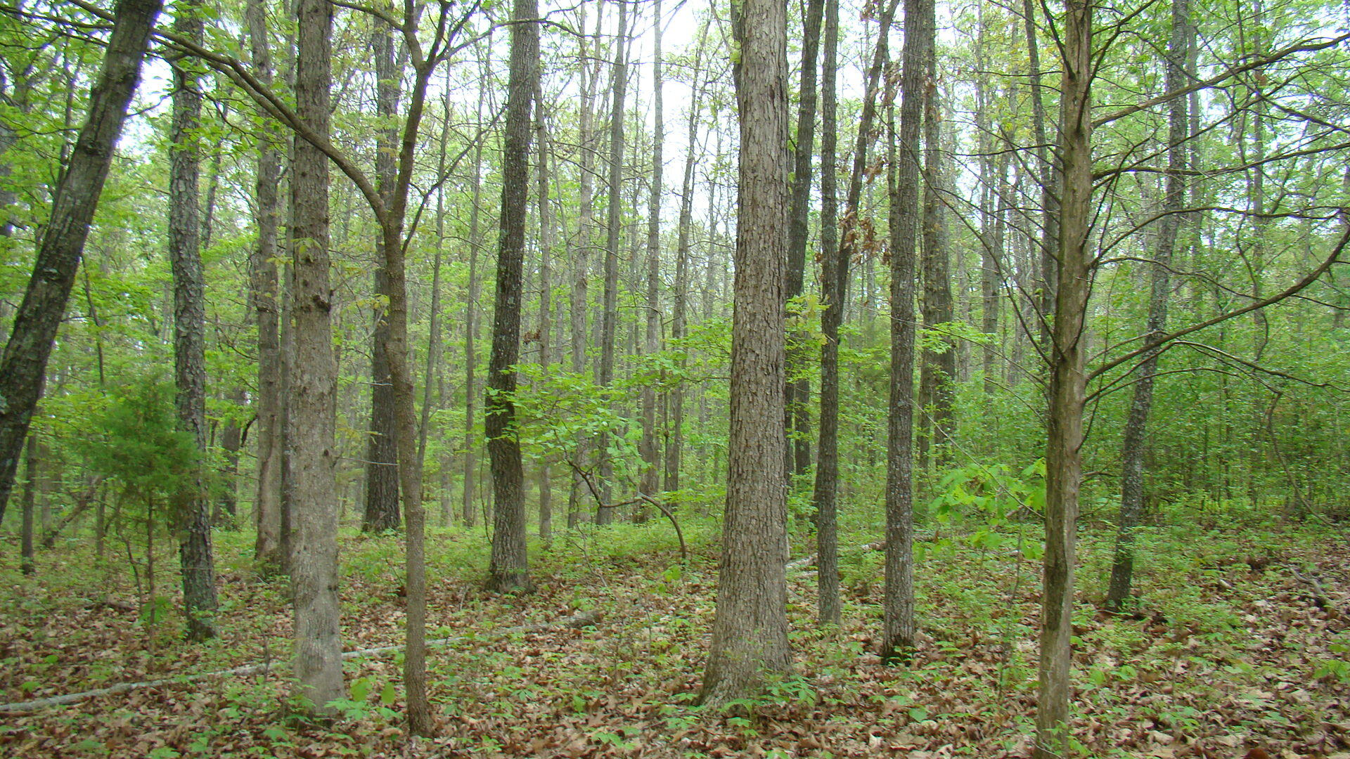 Tbd State Highway Y Property Photo 1