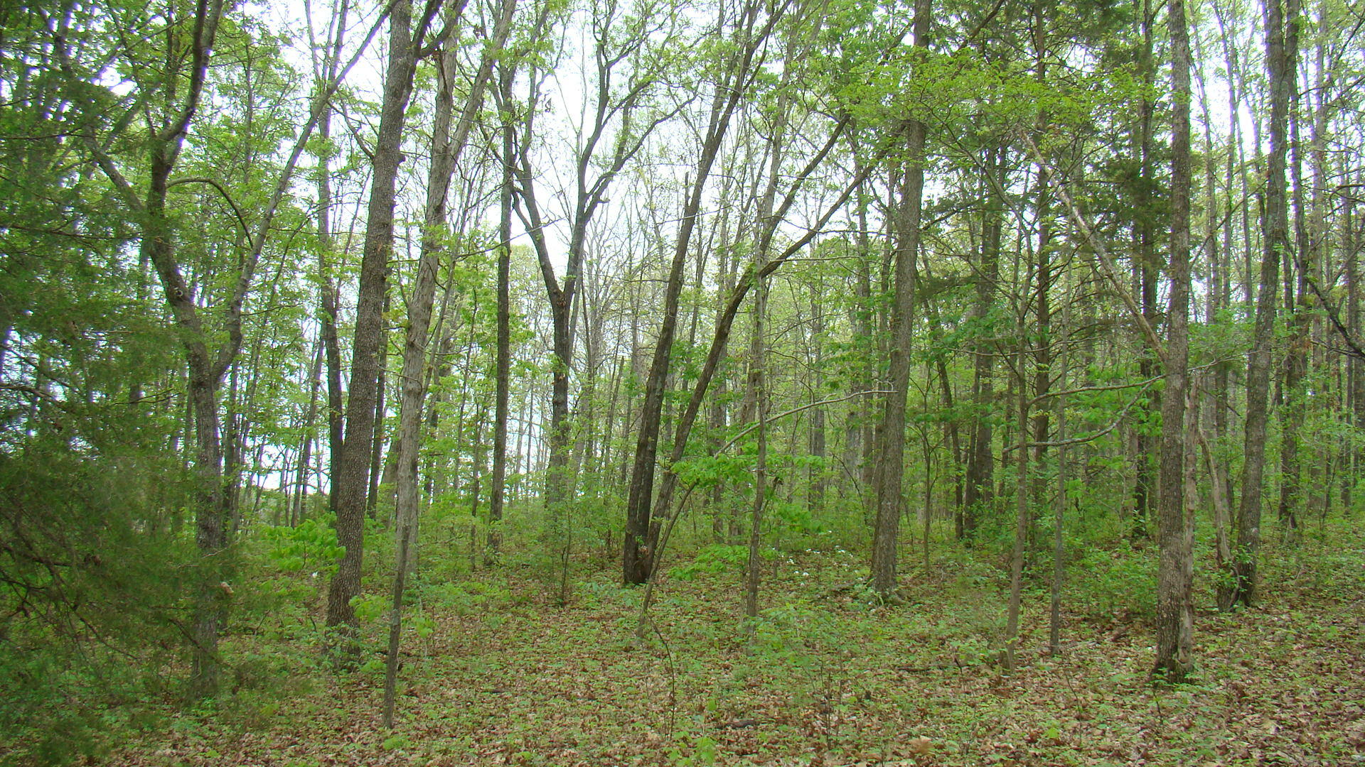 Tbd State Highway Y Property Photo 2