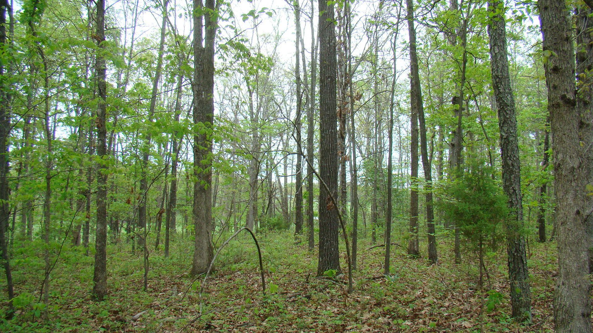 Tbd State Highway Y Property Photo 3
