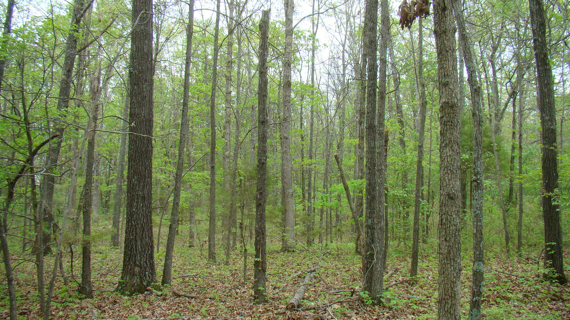 Tbd State Highway Y Property Photo 4