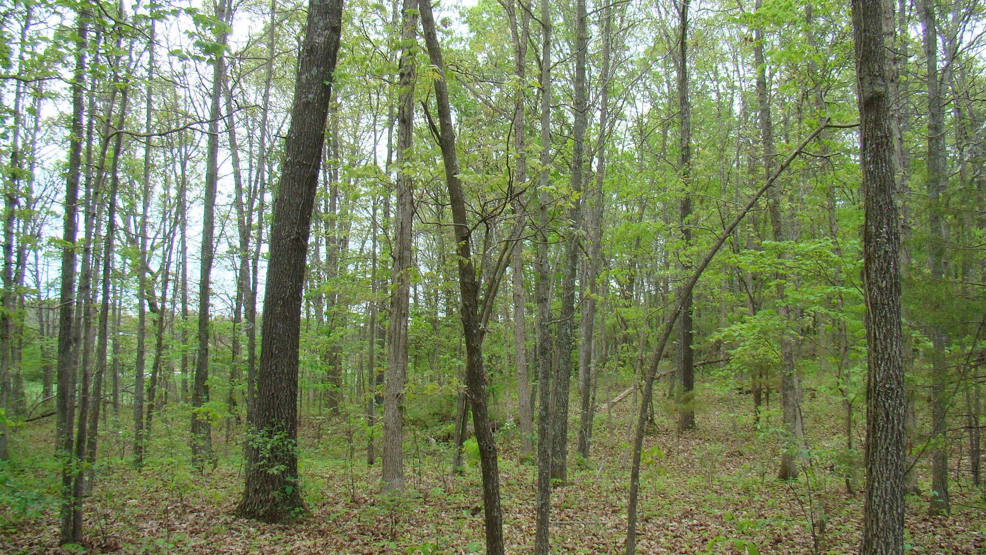 Tbd State Highway Y Property Photo 5