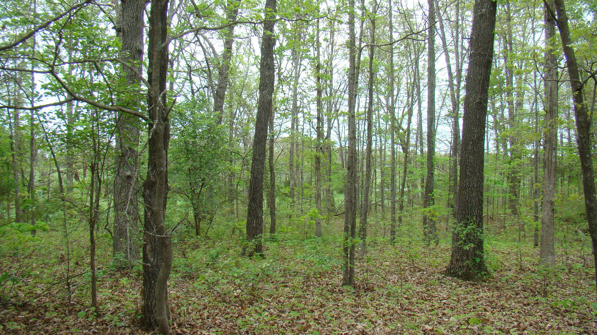 Tbd State Highway Y Property Photo 6