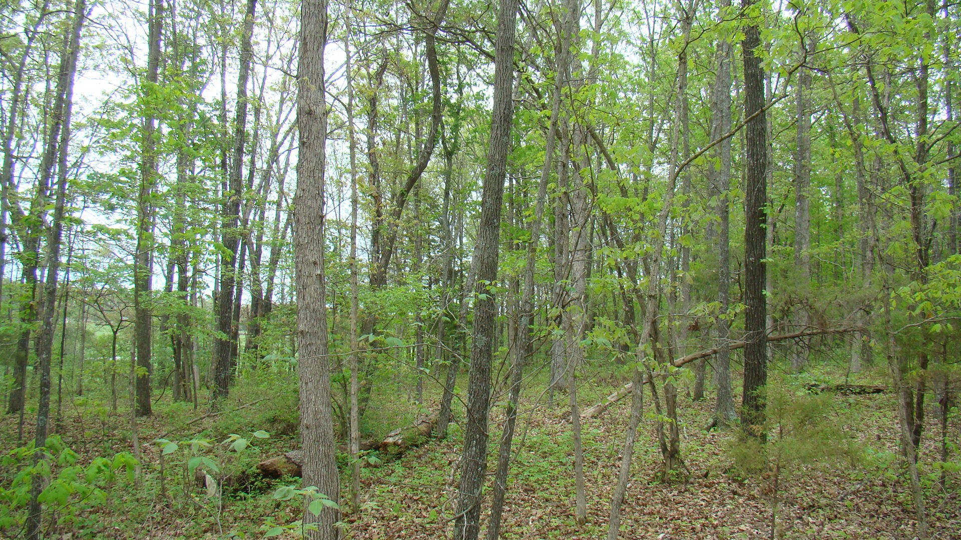Tbd State Highway Y Property Photo 7