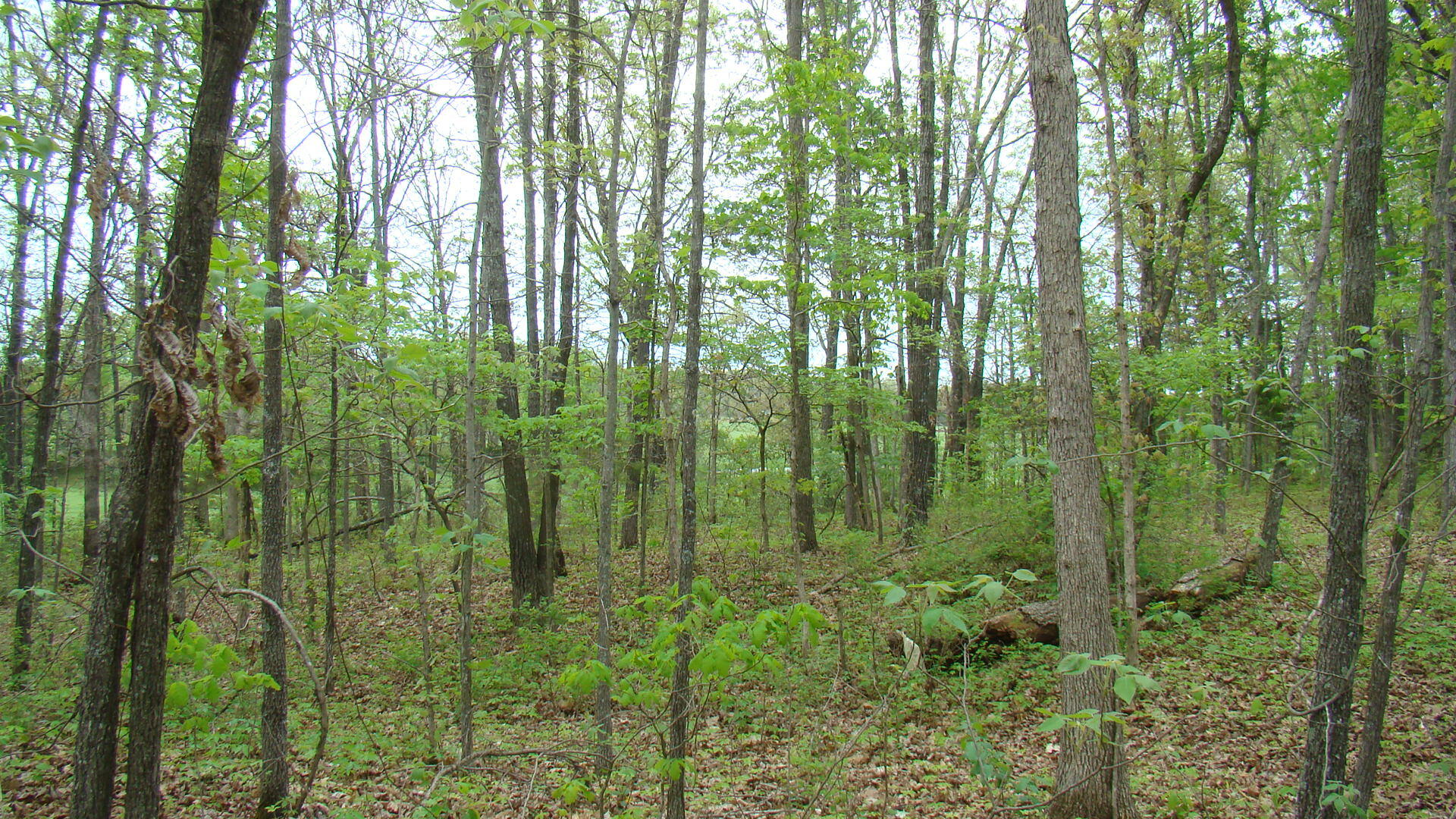 Tbd State Highway Y Property Photo 8