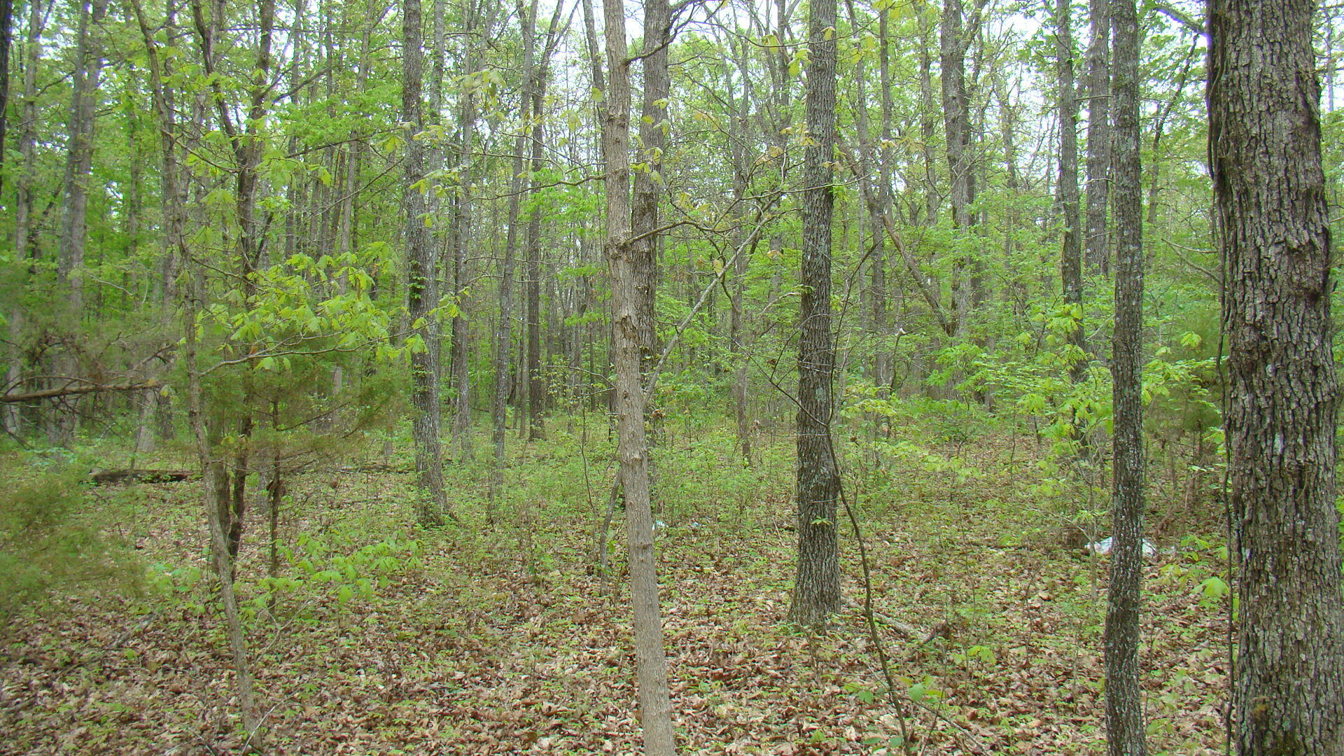 Tbd State Highway Y Property Photo 9