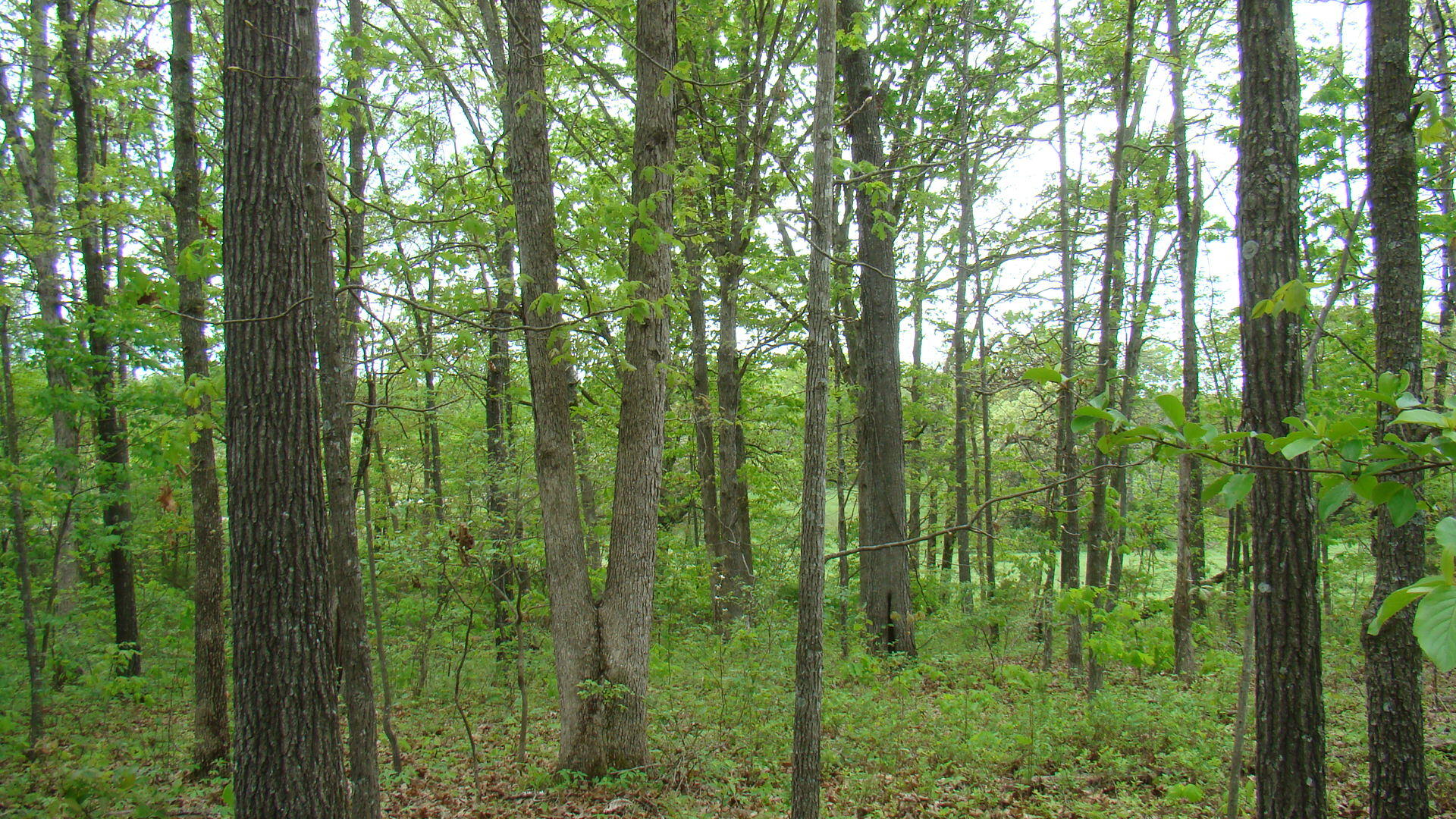 Tbd State Highway Y Property Photo 11