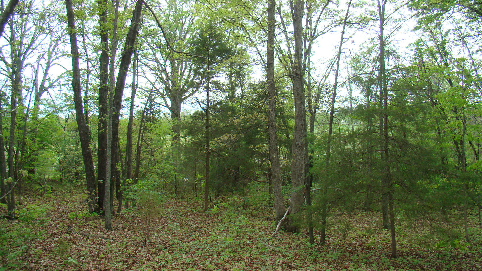 Tbd State Highway Y Property Photo 12