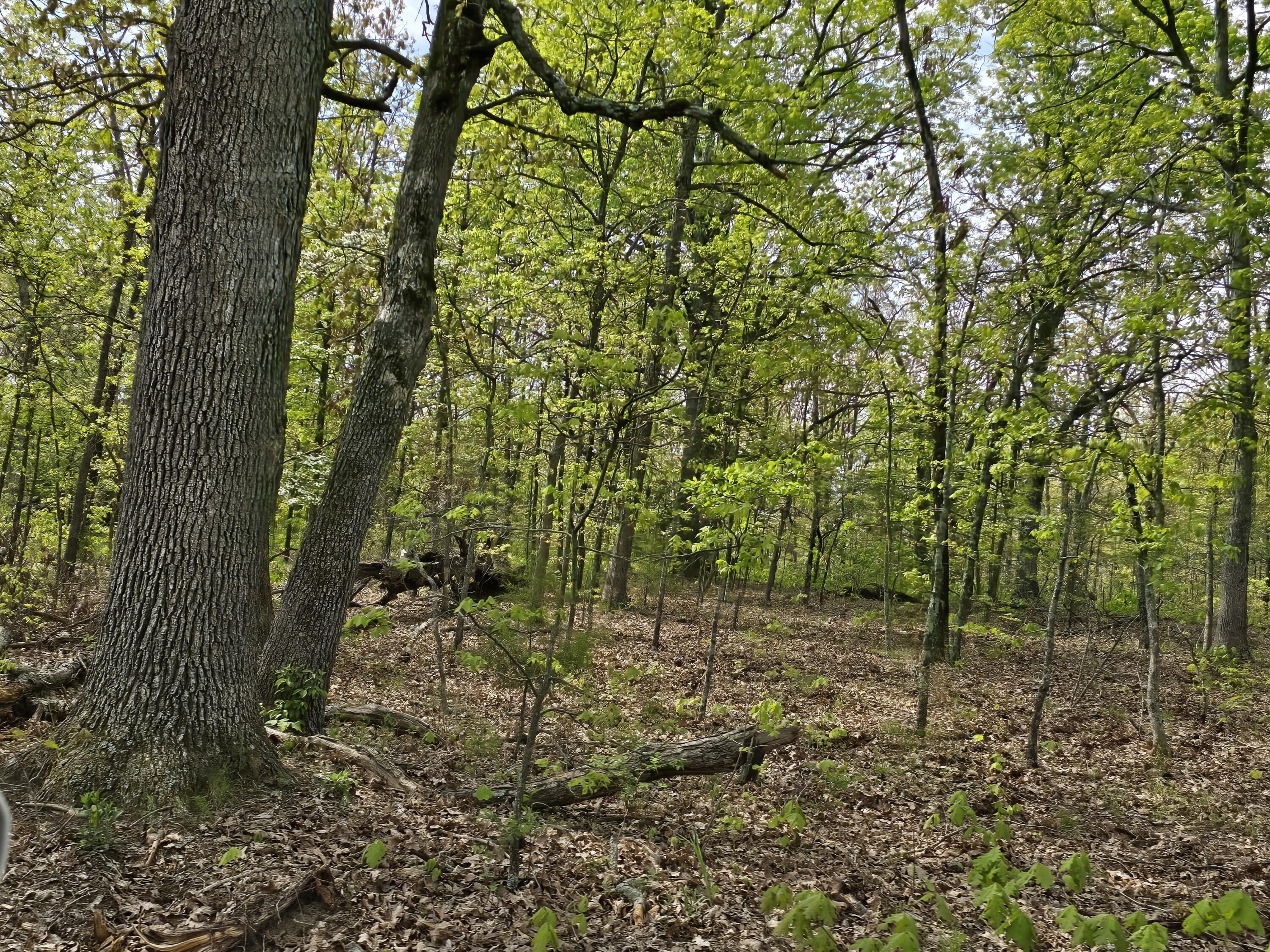 Tract D Golden Lane Property Photo