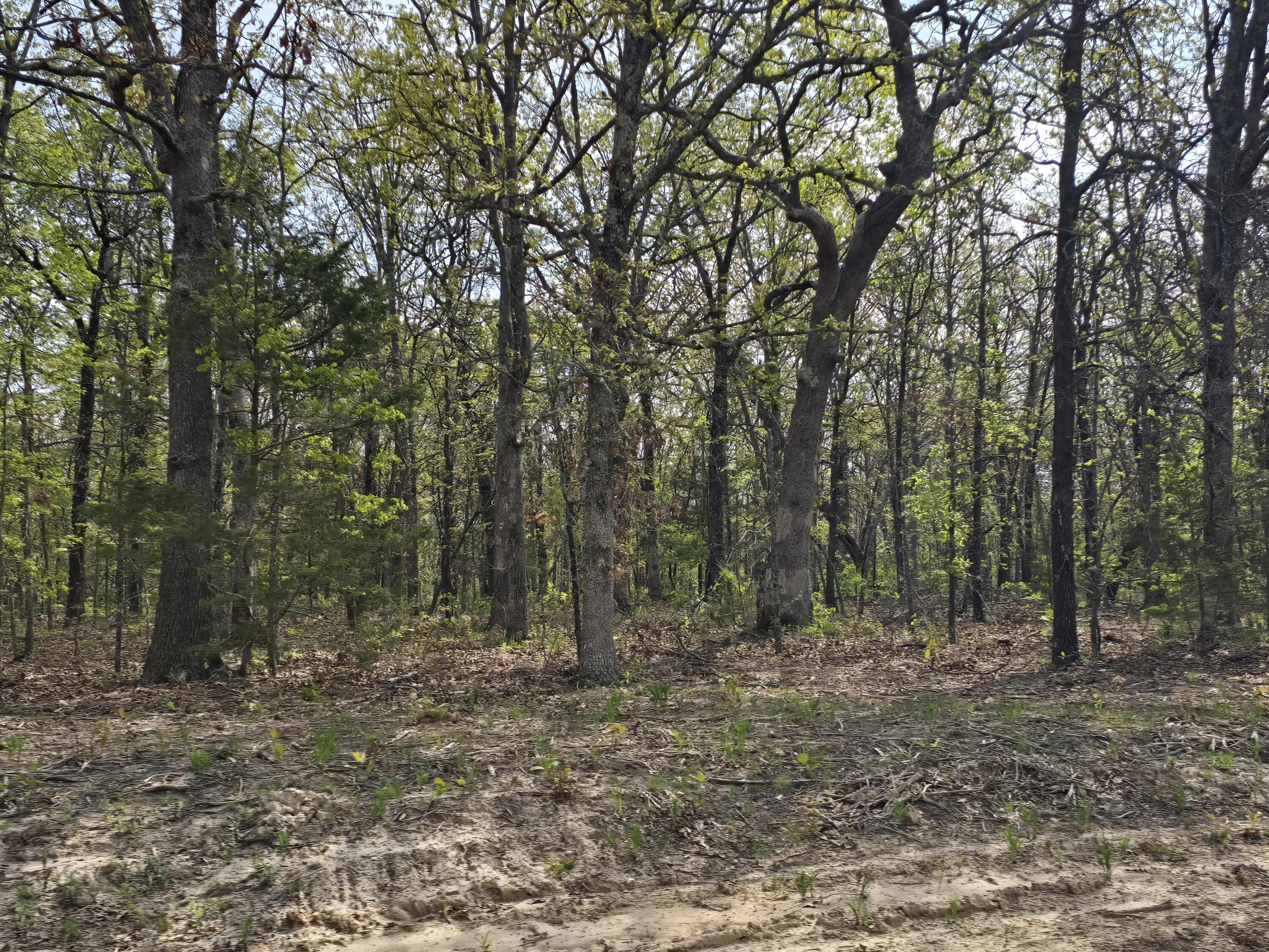 Tract D Golden Lane Property Photo 5
