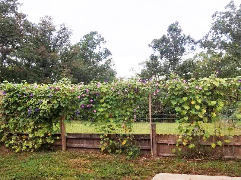 26815 Bailey Lane Property Photo 45