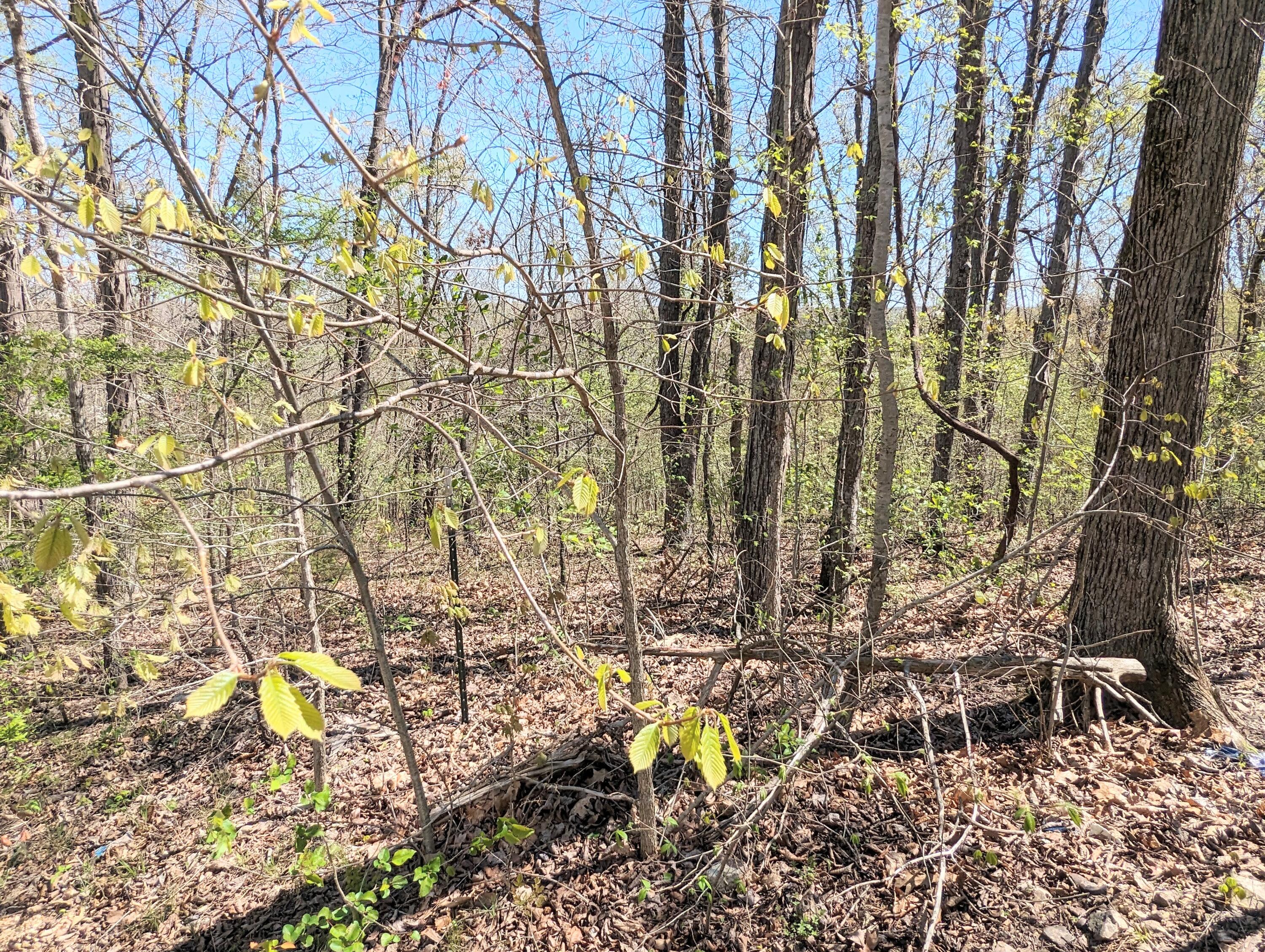 750 Saint Cloud Drive Property Photo 35
