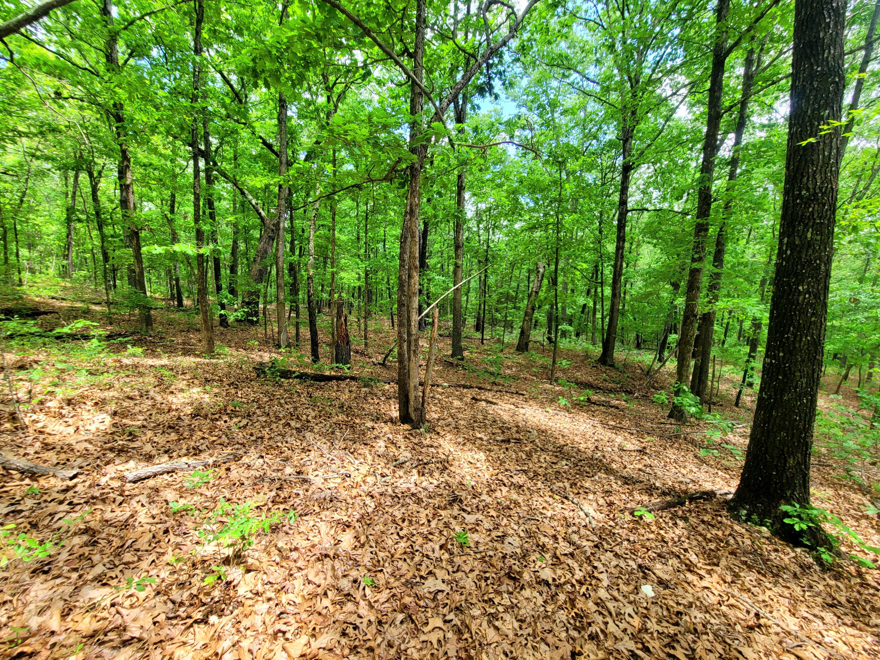 000 County Road 76-126 Property Photo 6
