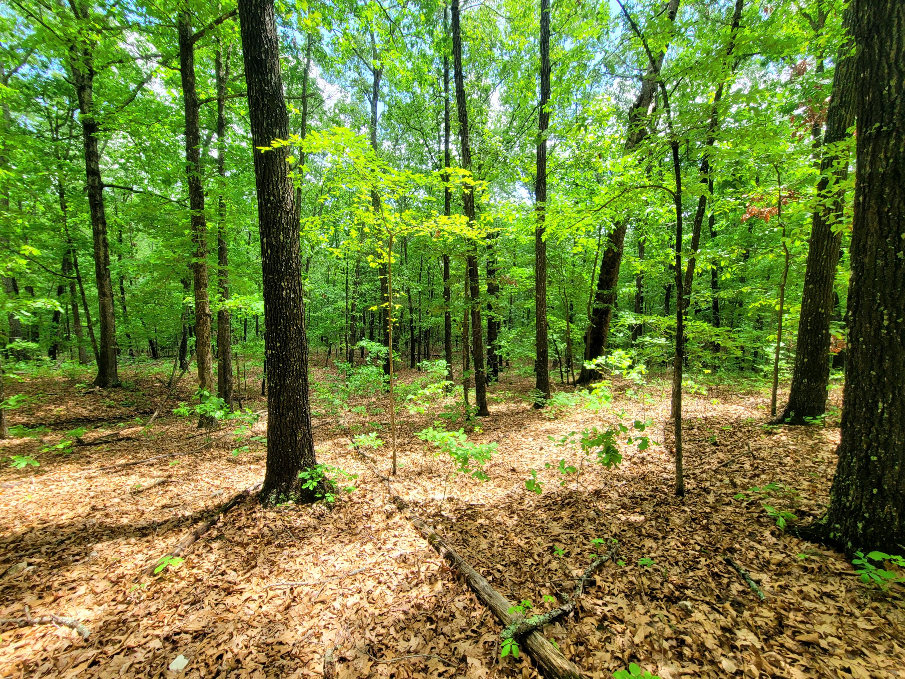 000 County Road 76-126 Property Photo 8