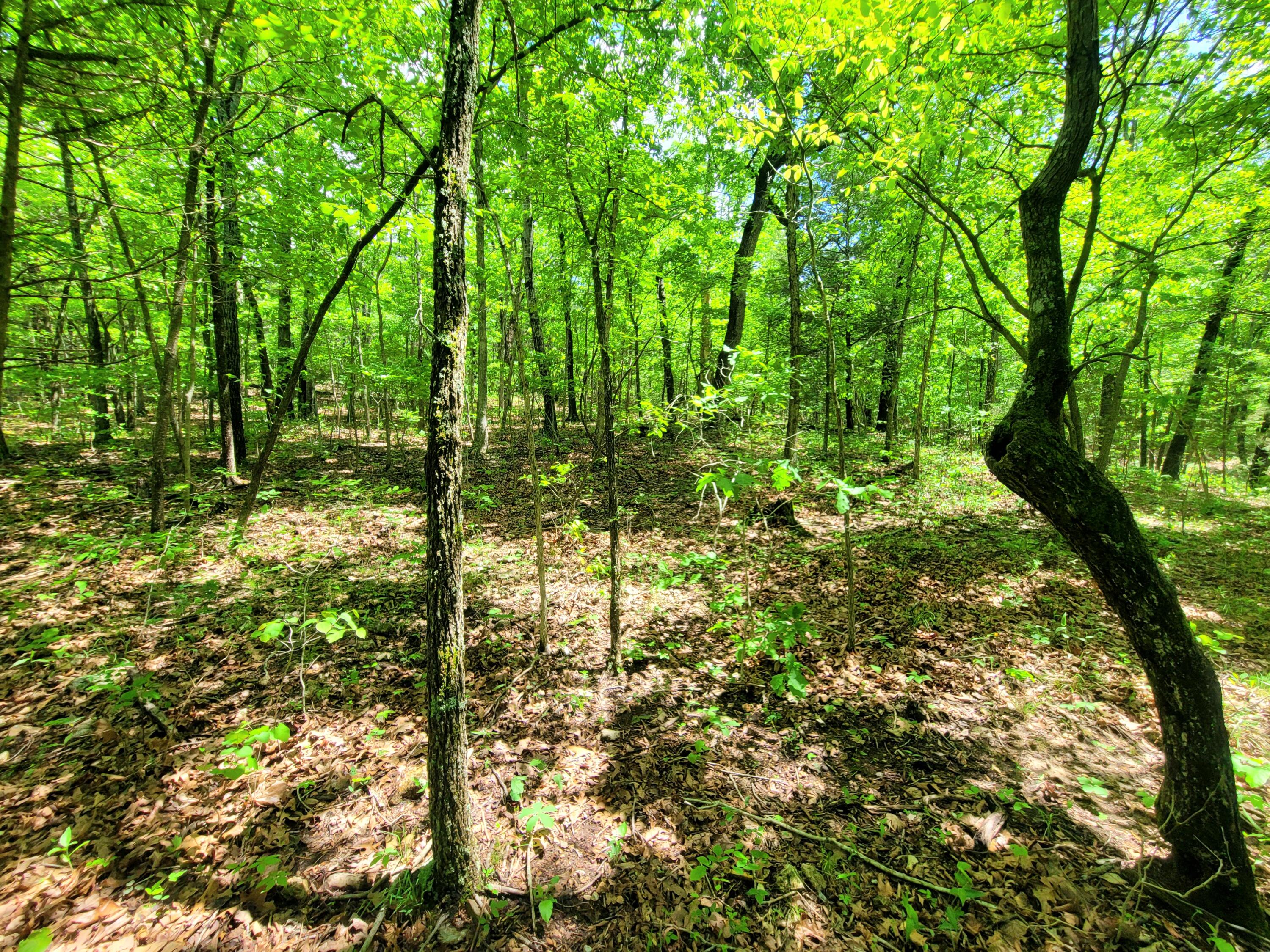 000 County Road 76-126 Property Photo 14