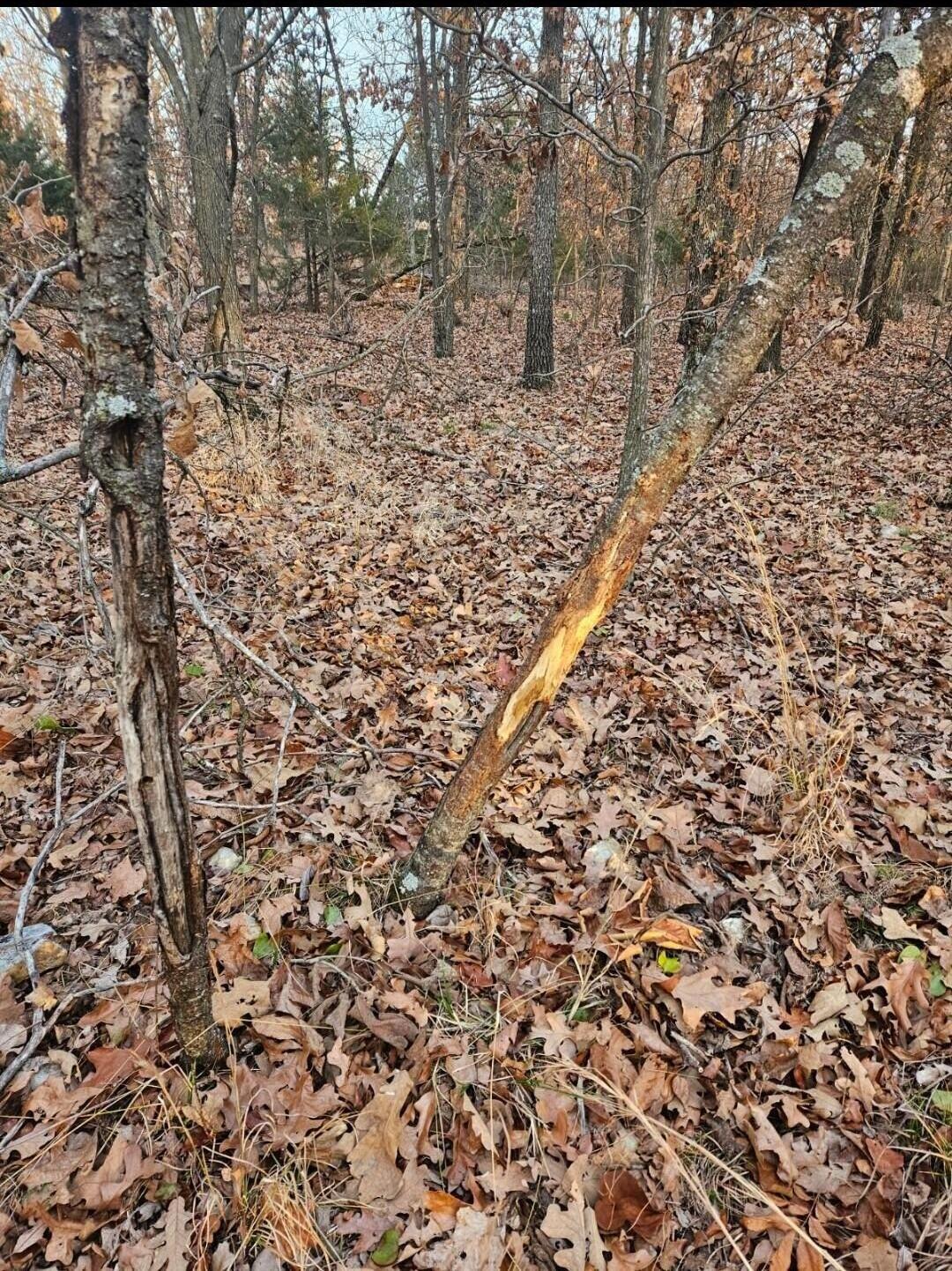 22.76 Acre Styles Road Property Photo 37