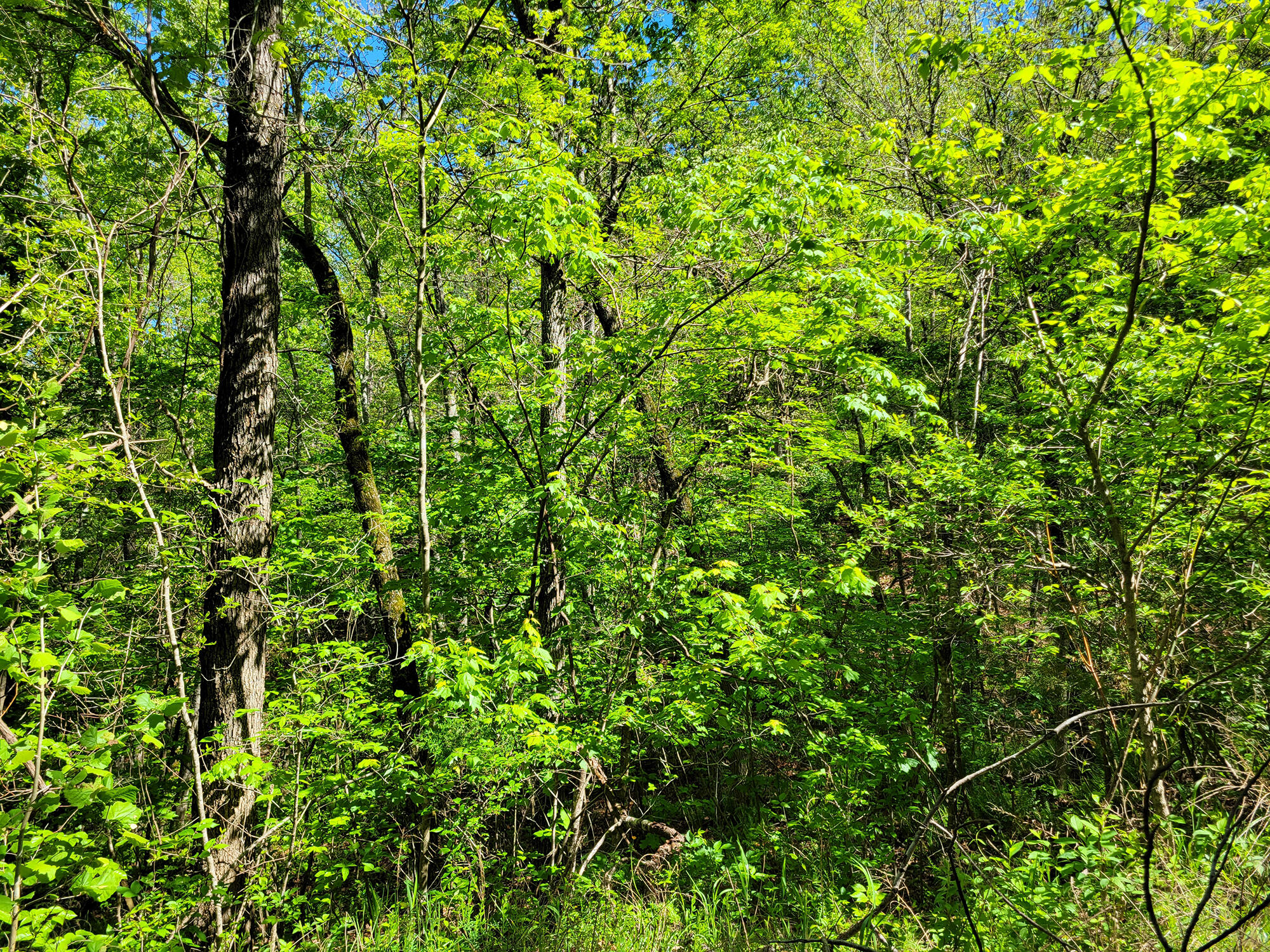 000 Off County Road 171 Property Photo 19